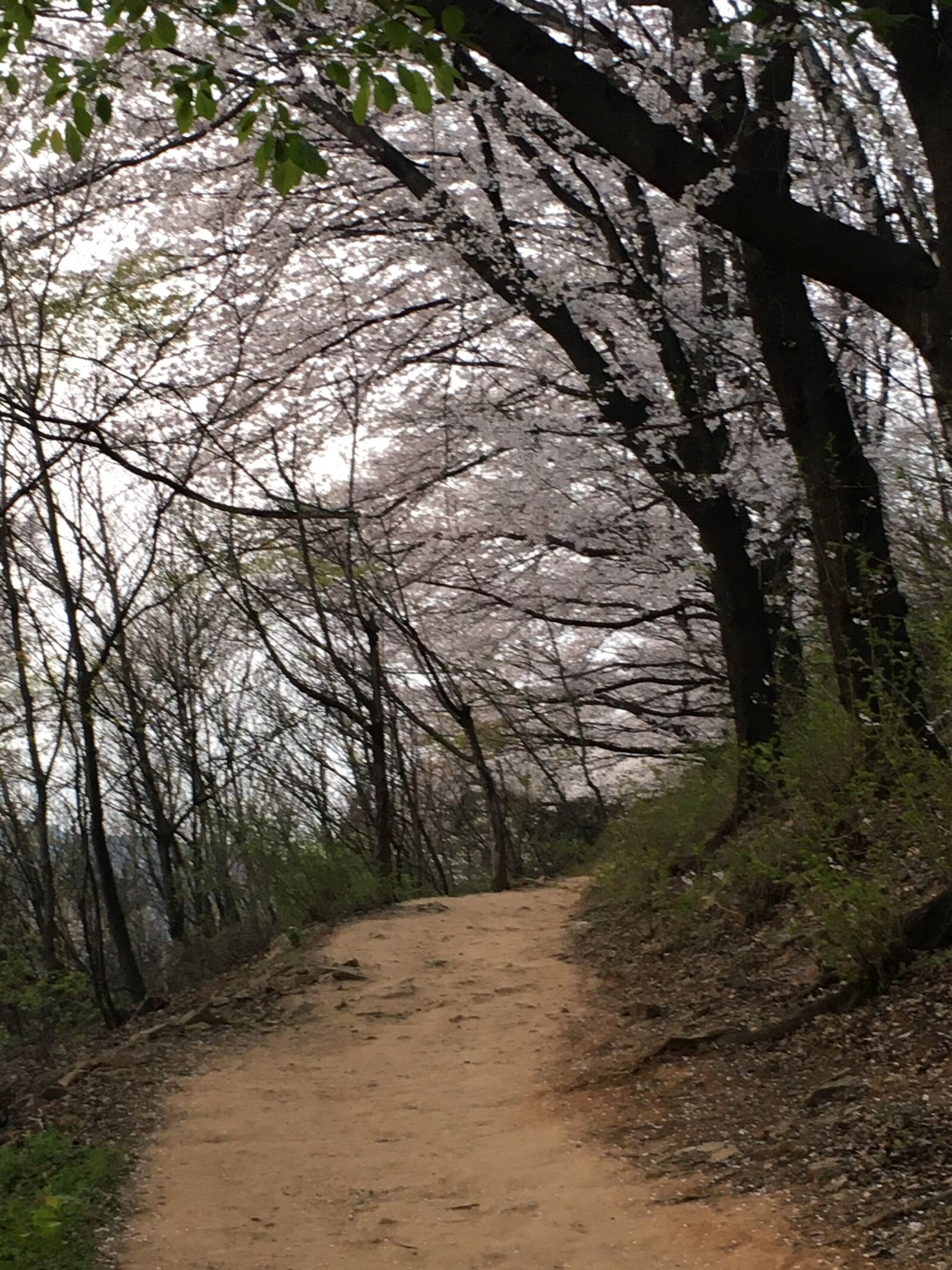 Apple iPhone 6s sample photo. Cherry blossom, spring, flowers photography
