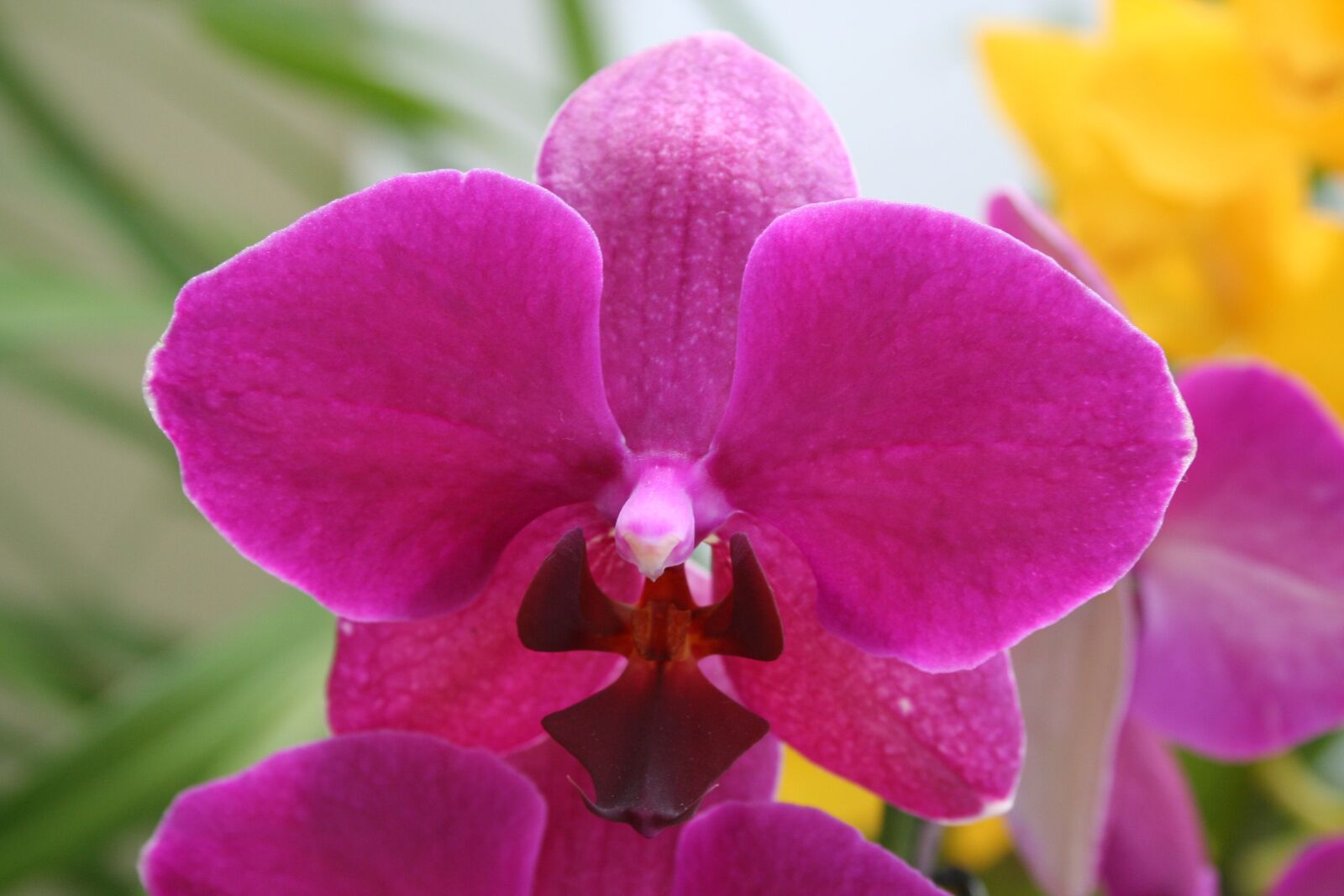 Canon EOS 350D (EOS Digital Rebel XT / EOS Kiss Digital N) sample photo. Flower, flowers, orchid photography