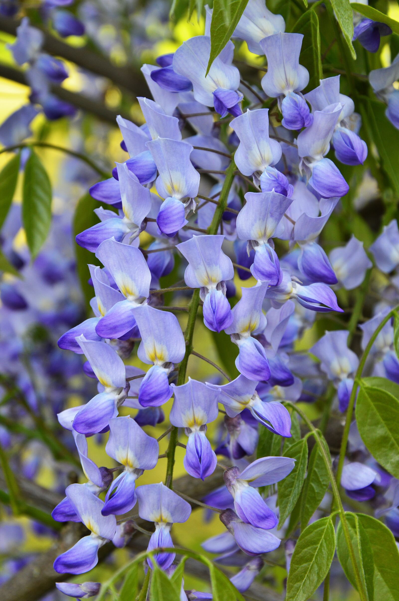 Nikon D3200 sample photo. Hanging flower, spring, garden photography
