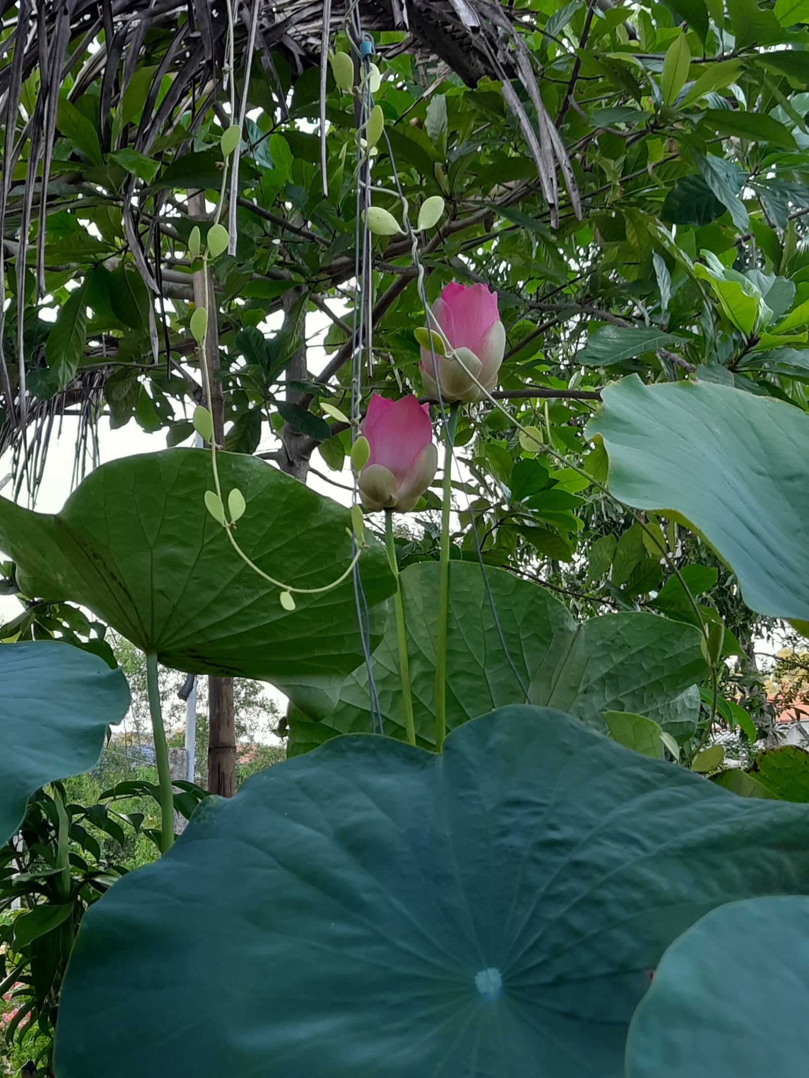 Samsung SM-M215F sample photo. Beautiful lotus buds, garden photography