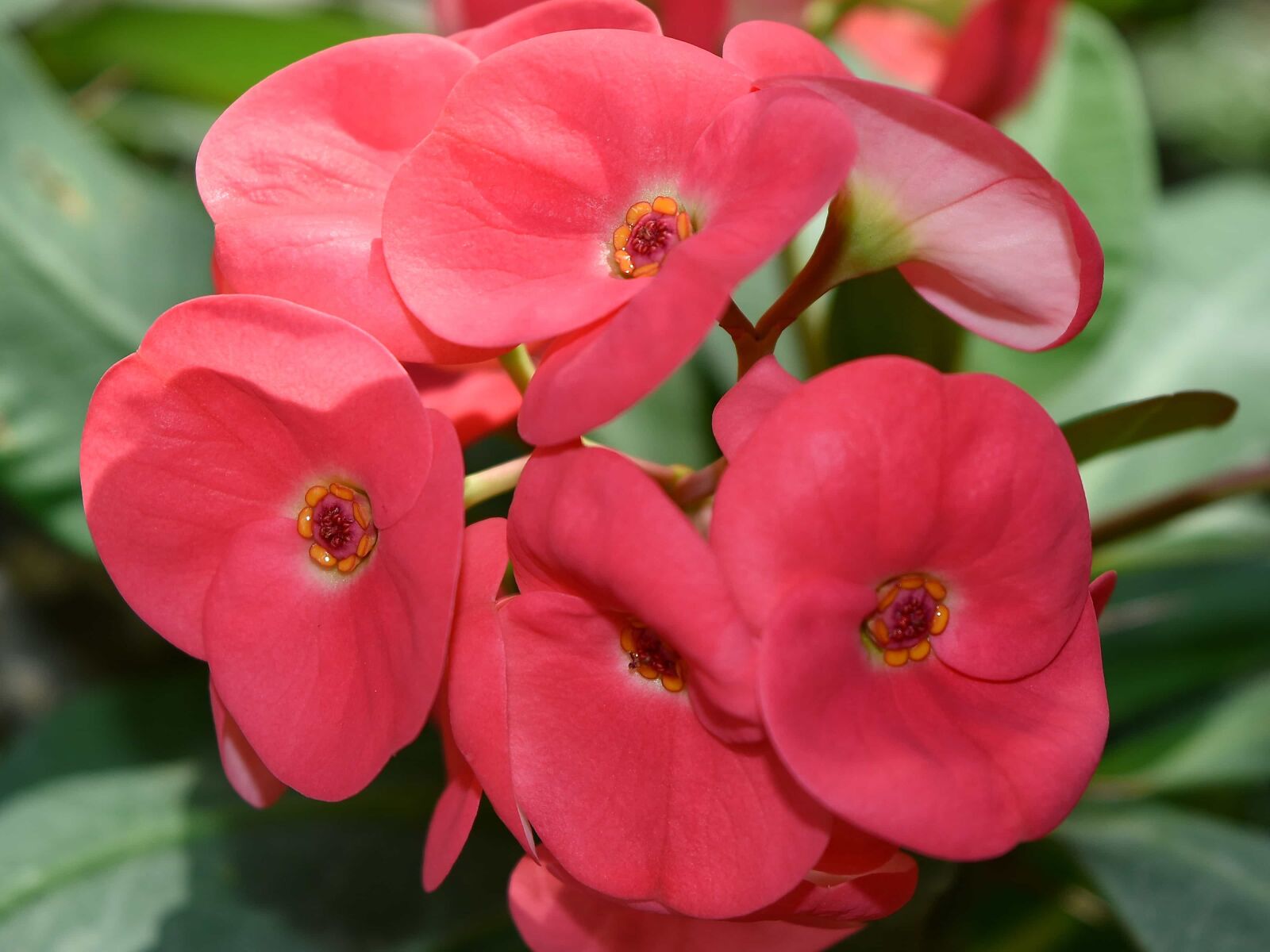 Nikon D5500 sample photo. Beautiful flowers, ecology, petals photography