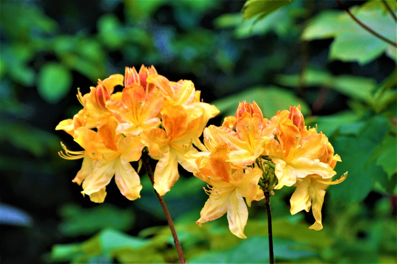 Canon EOS 1000D (EOS Digital Rebel XS / EOS Kiss F) sample photo. Flowers, summer, walk in photography