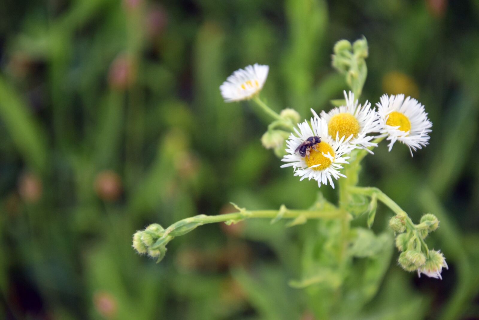 Nikon D3300 sample photo. Flowers, bee, insect photography