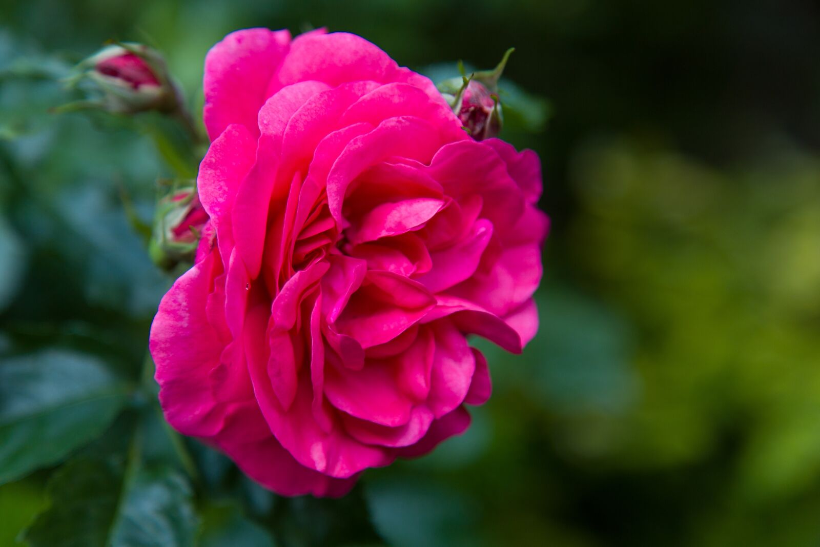 Canon EOS 6D + Canon EF 24-105mm F4L IS USM sample photo. Rose, pink rose, blossom photography