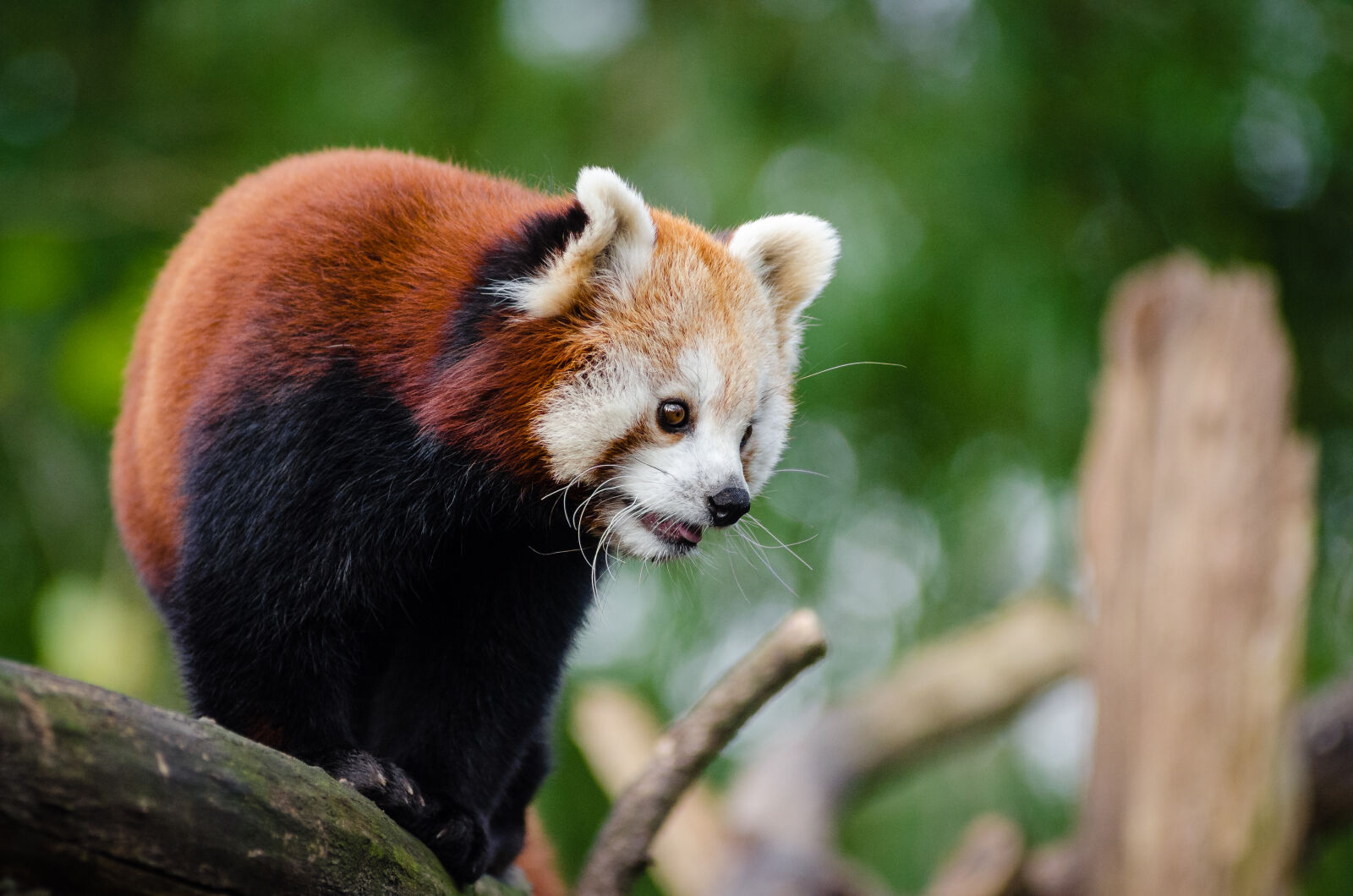 AF Zoom-Nikkor 80-200mm f/2.8 ED sample photo