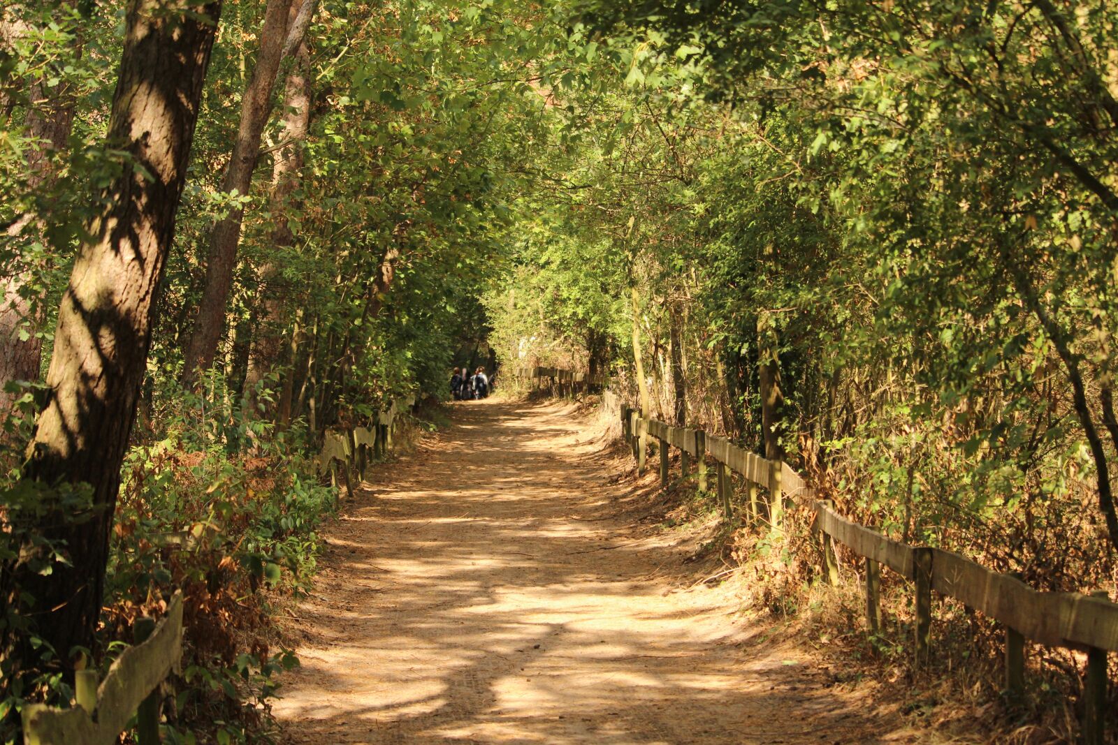 Canon EOS 1300D (EOS Rebel T6 / EOS Kiss X80) sample photo. Forest, away, run photography