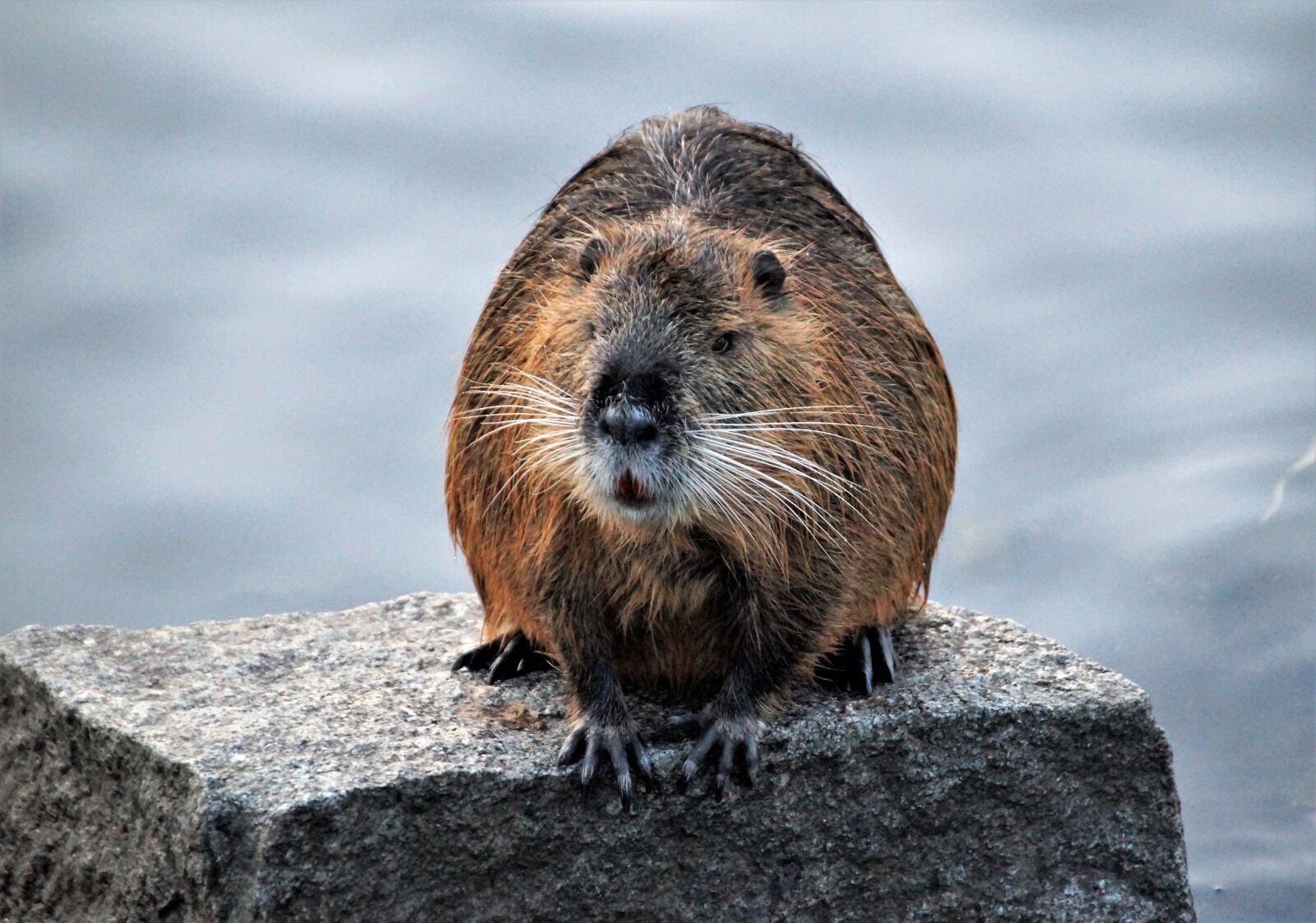 Sony SLT-A58 sample photo. Nutria, animal, rodents photography