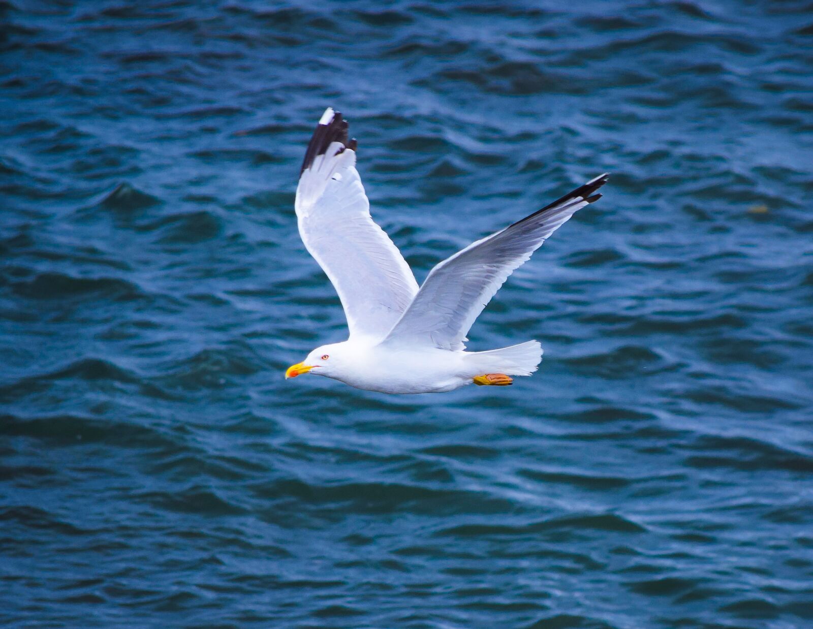 Nikon D3300 sample photo. Seagull, cantabria, spain photography
