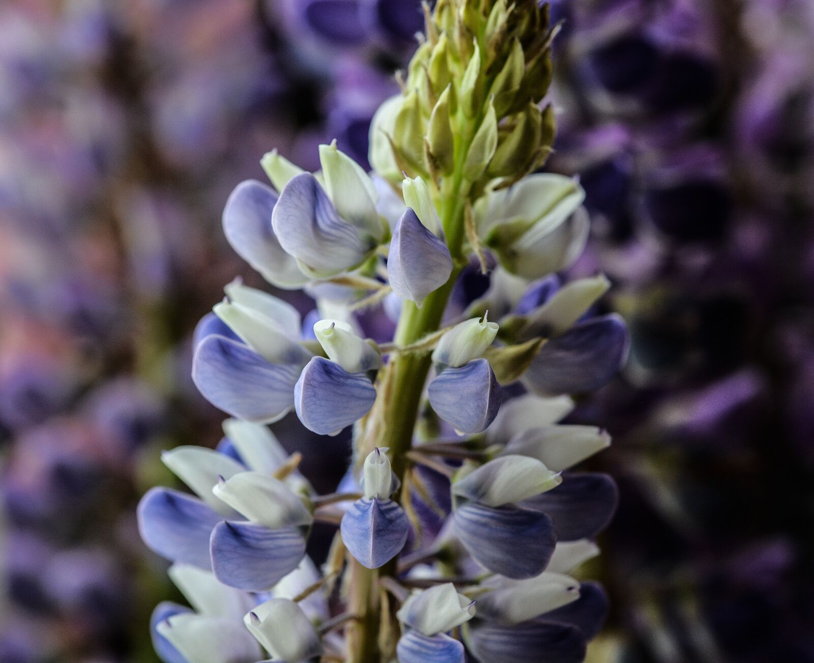 Nikon D5200 sample photo. Lupine, flower, summer photography