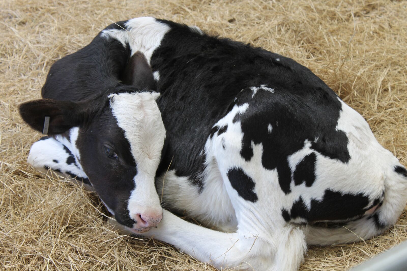 Canon EOS 1100D (EOS Rebel T3 / EOS Kiss X50) sample photo. Calf, black and white photography