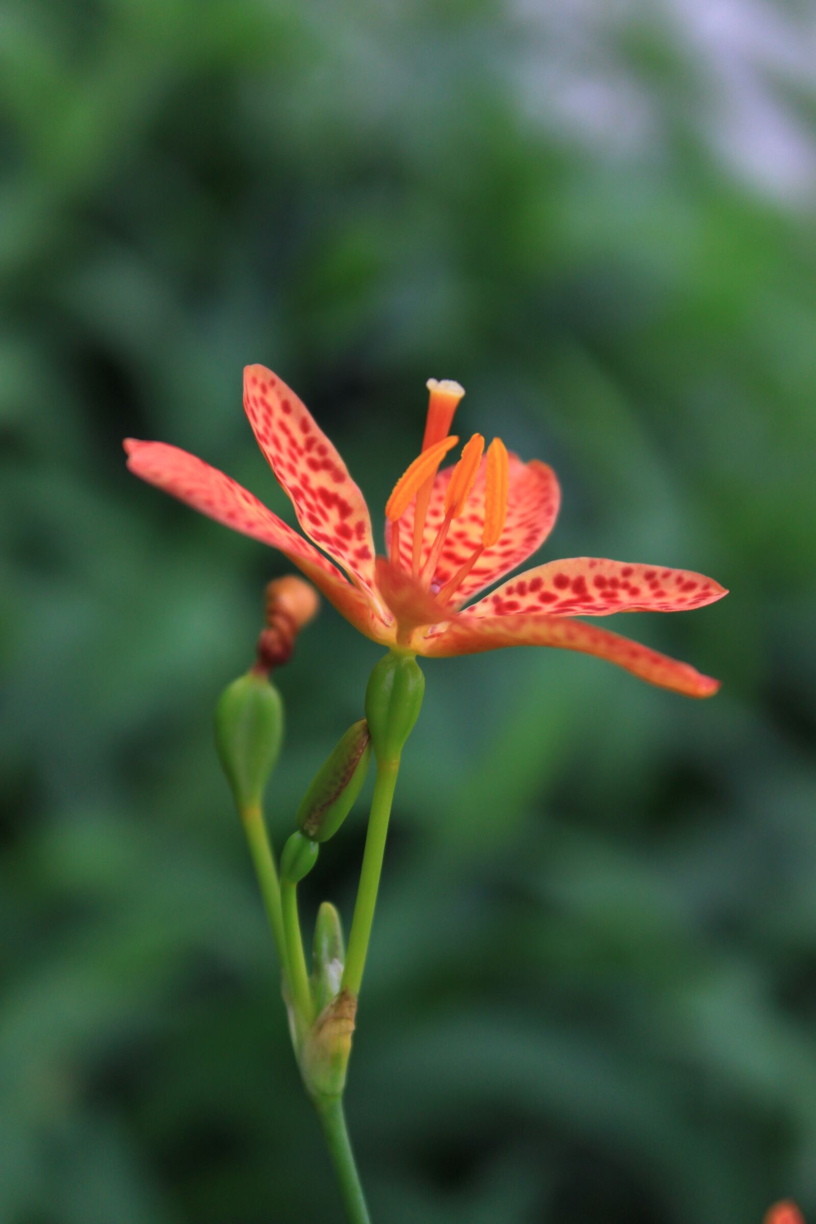 Canon EOS 500D (EOS Rebel T1i / EOS Kiss X3) sample photo. Lily, flowers, plants photography