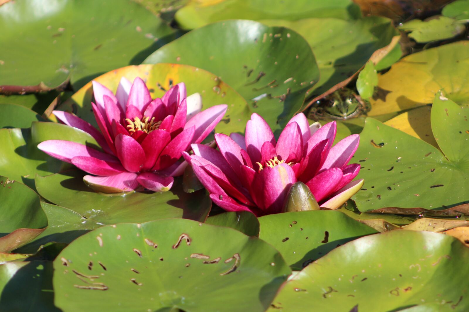 Canon EOS 1200D (EOS Rebel T5 / EOS Kiss X70 / EOS Hi) sample photo. Two water lilies, pink photography