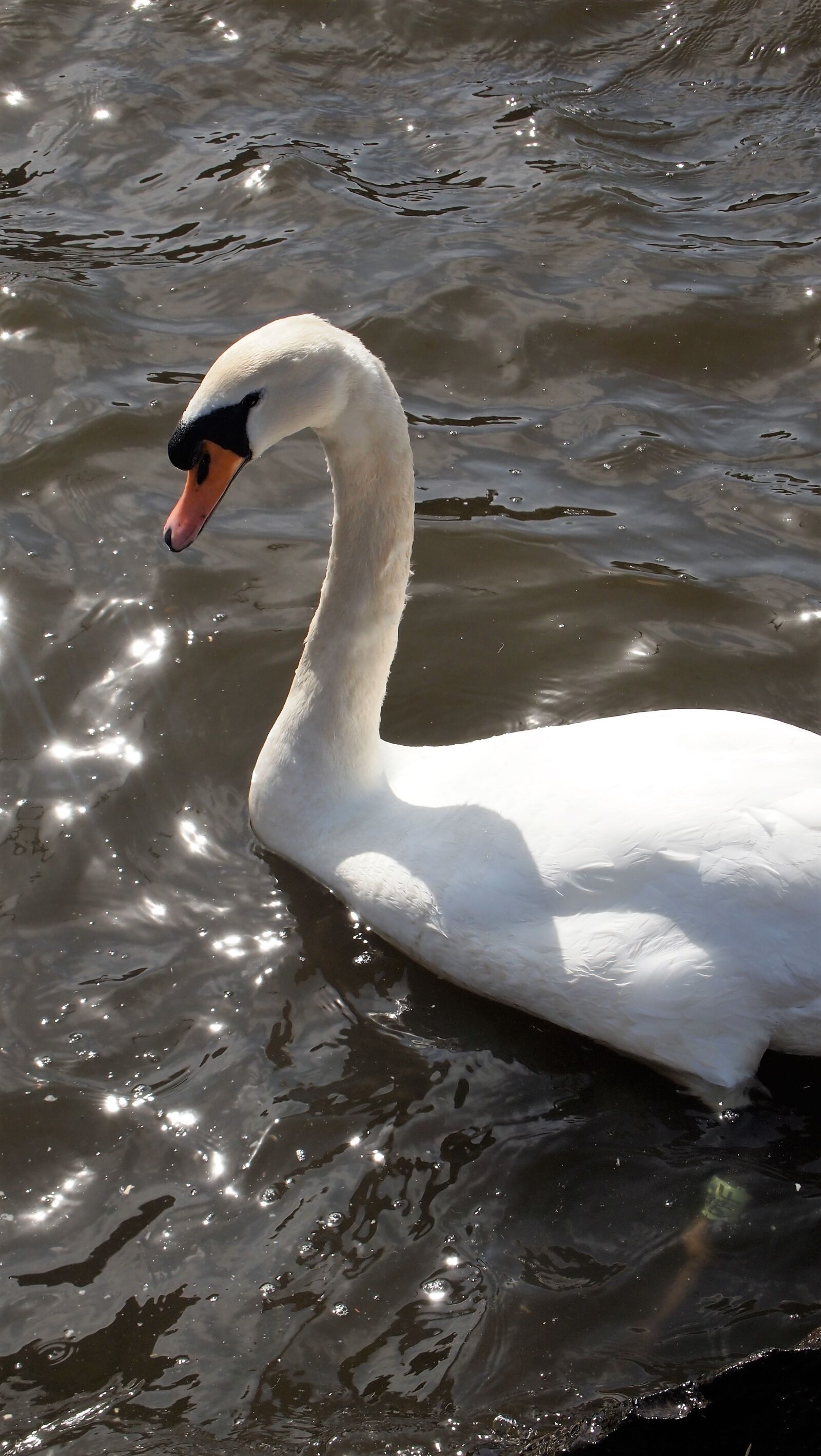 Olympus PEN E-PL1 sample photo. Swan, bird, animal photography