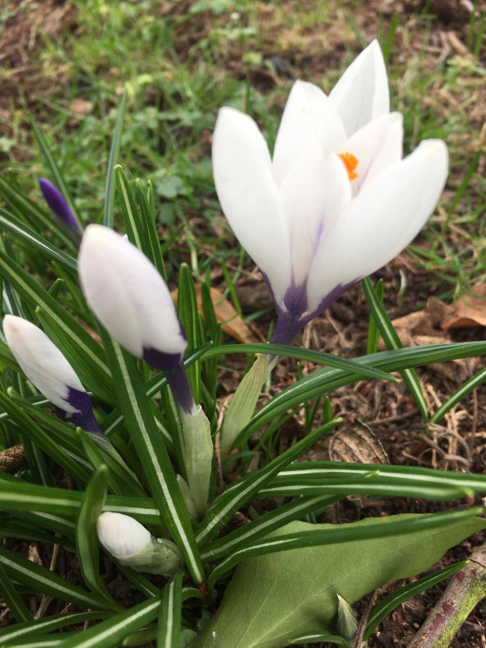 Apple iPhone 6s sample photo. Crocus, flowers, spring photography