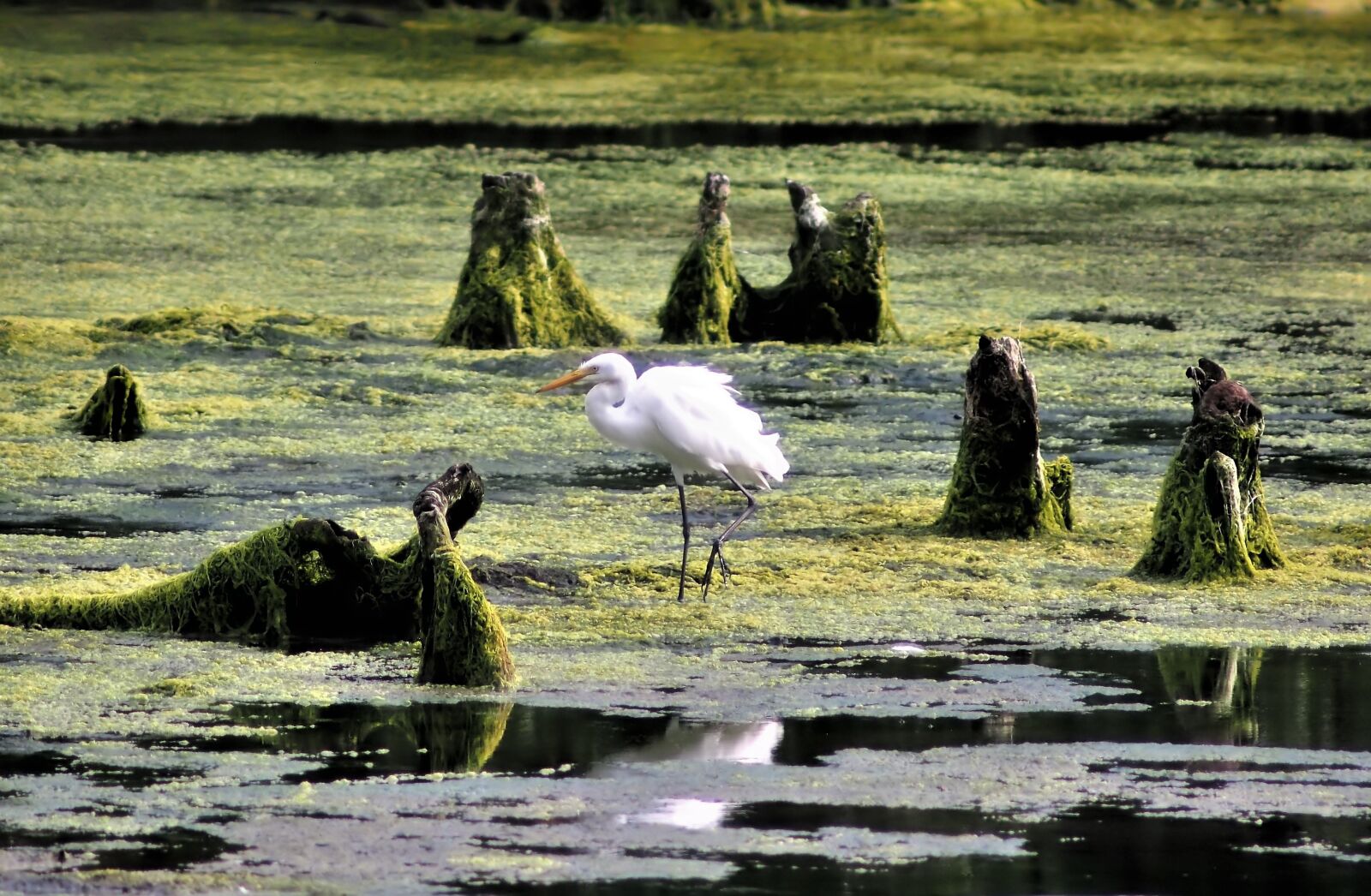 Tokina SD 400mm f/5.6 sample photo. Bird, wild, wildlife photography
