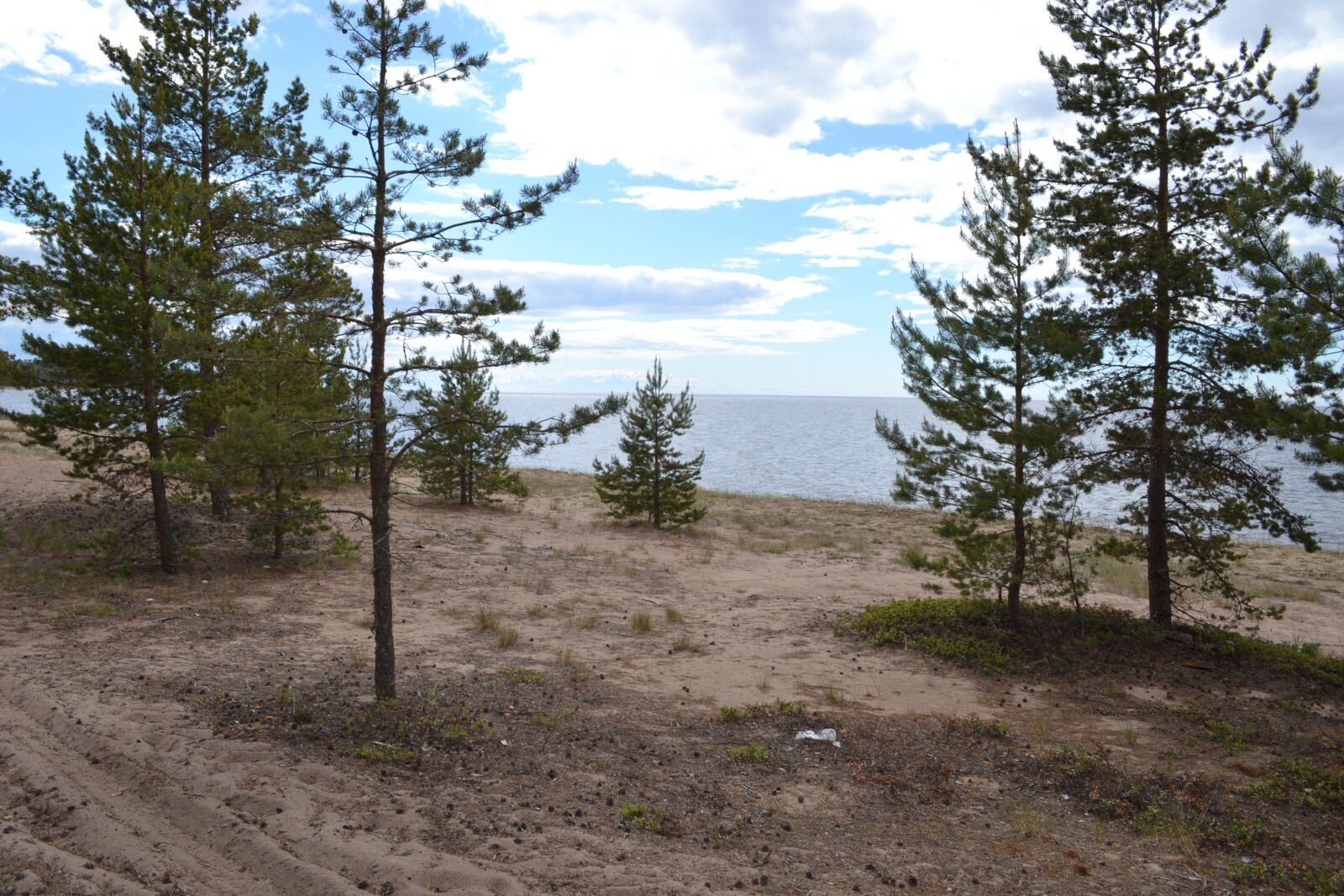 Nikon D3100 sample photo. Nature, trees, landscape photography
