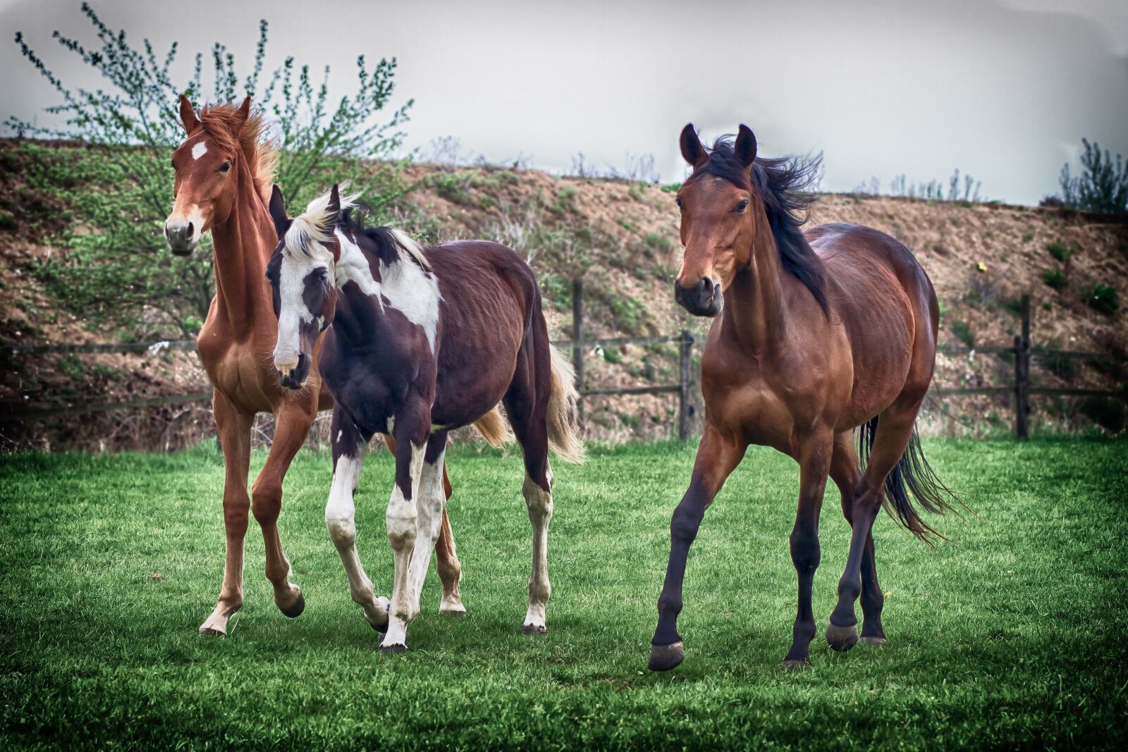 Canon EOS 7D + Canon EF 85mm F1.8 USM sample photo. Horses, pasture, animal photography