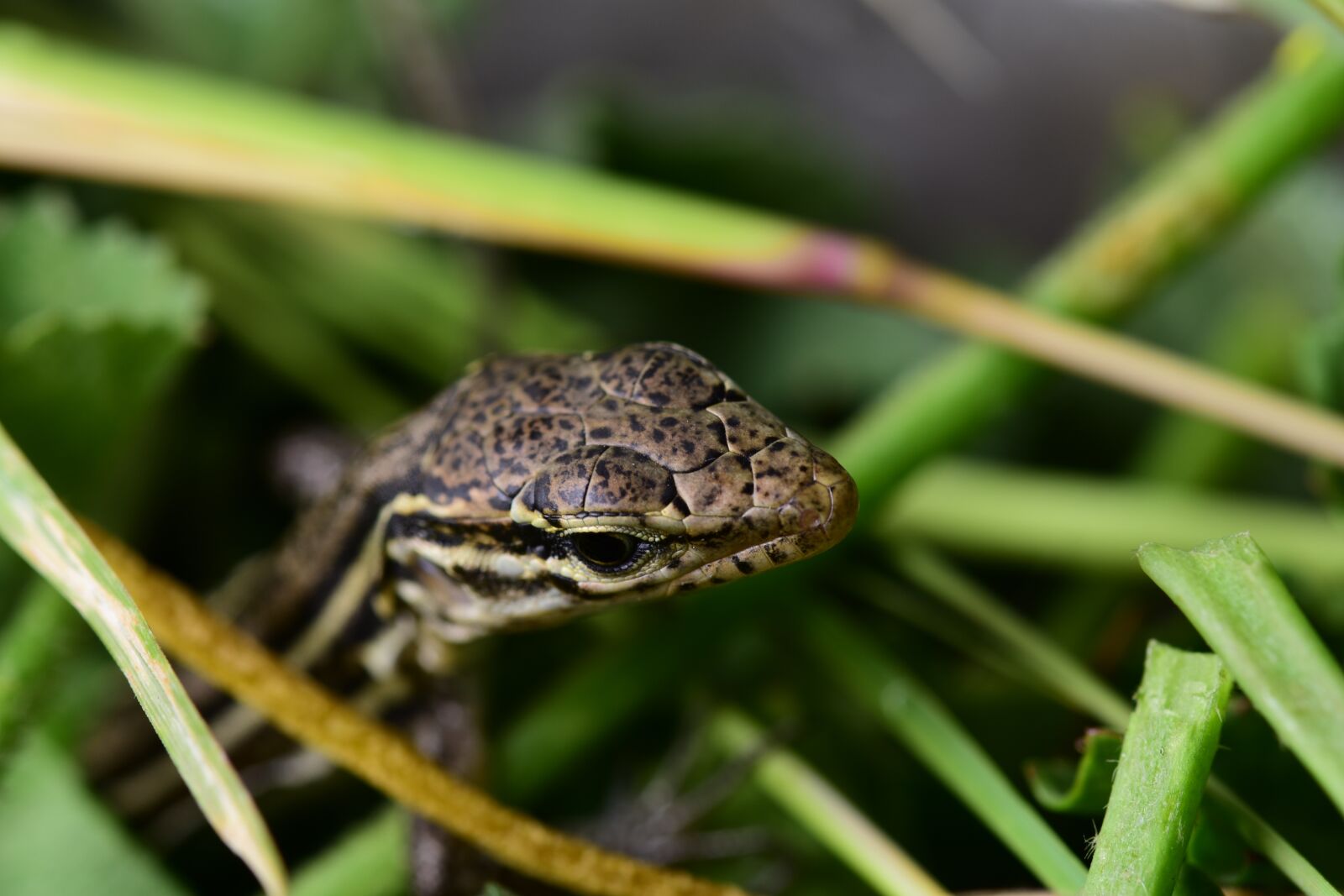 Nikon D7200 sample photo. Lizard, canary islands, green photography