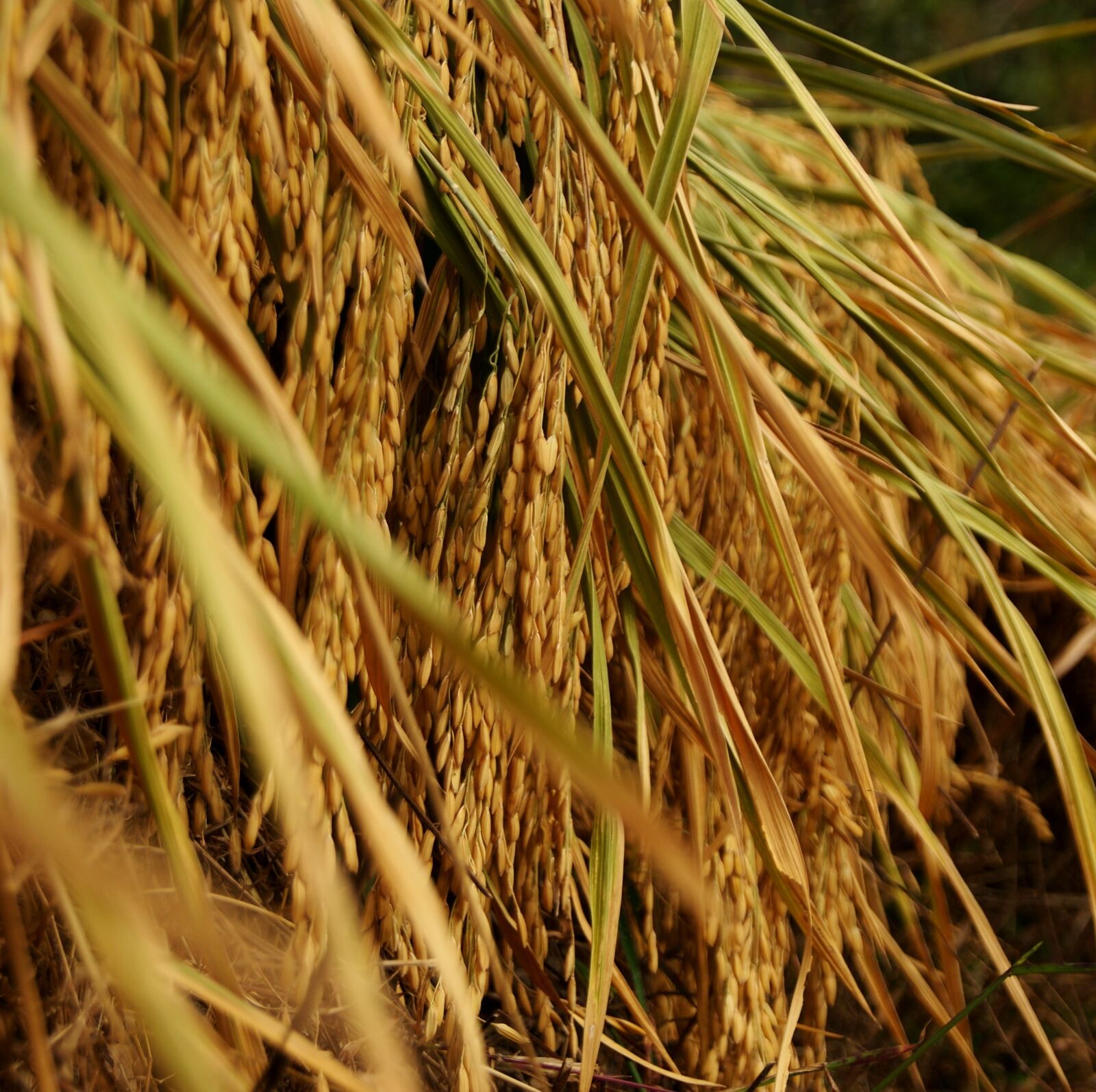 Sony Alpha DSLR-A230 sample photo. Rice, harvest, field photography