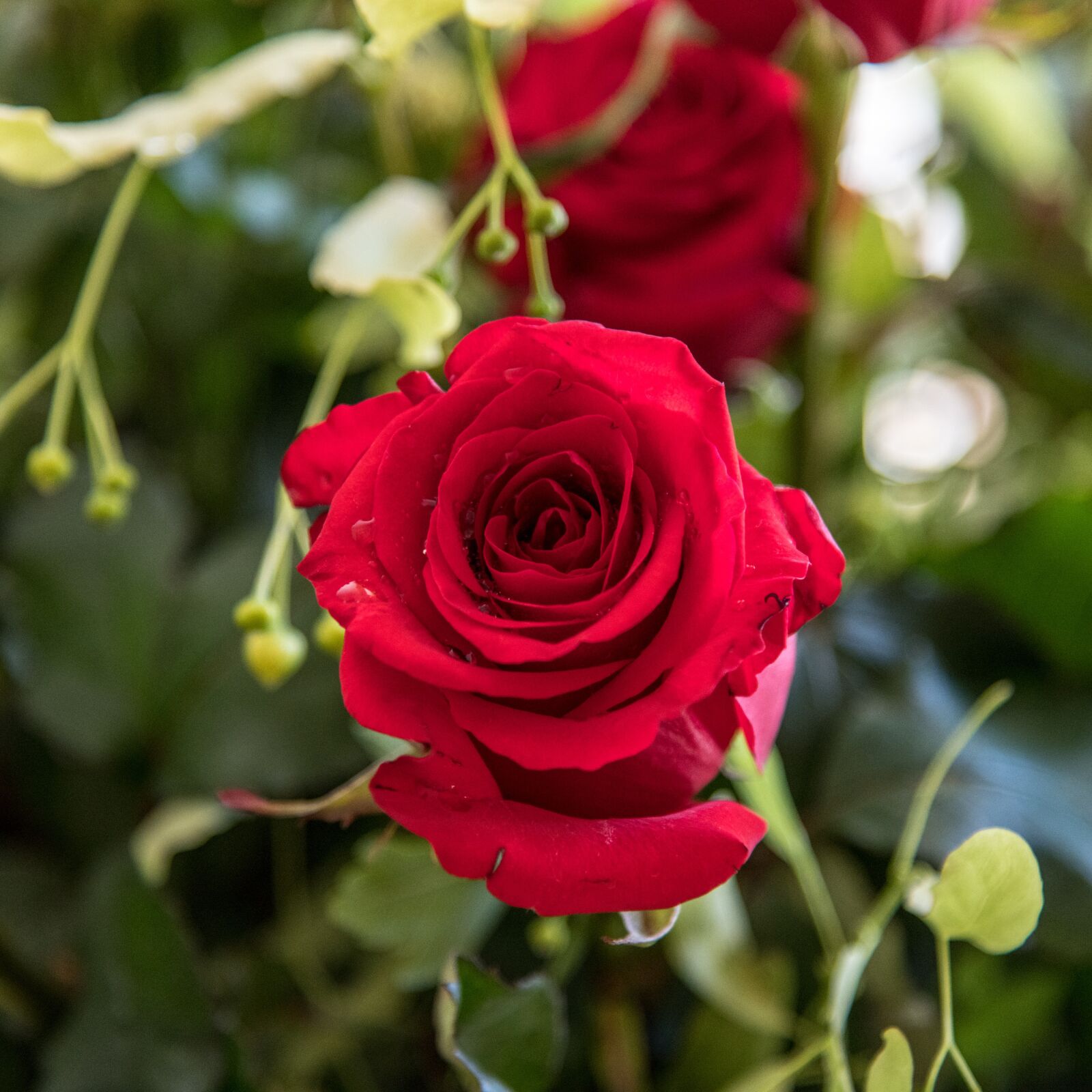 Nikon D850 sample photo. Flower, red, rose photography