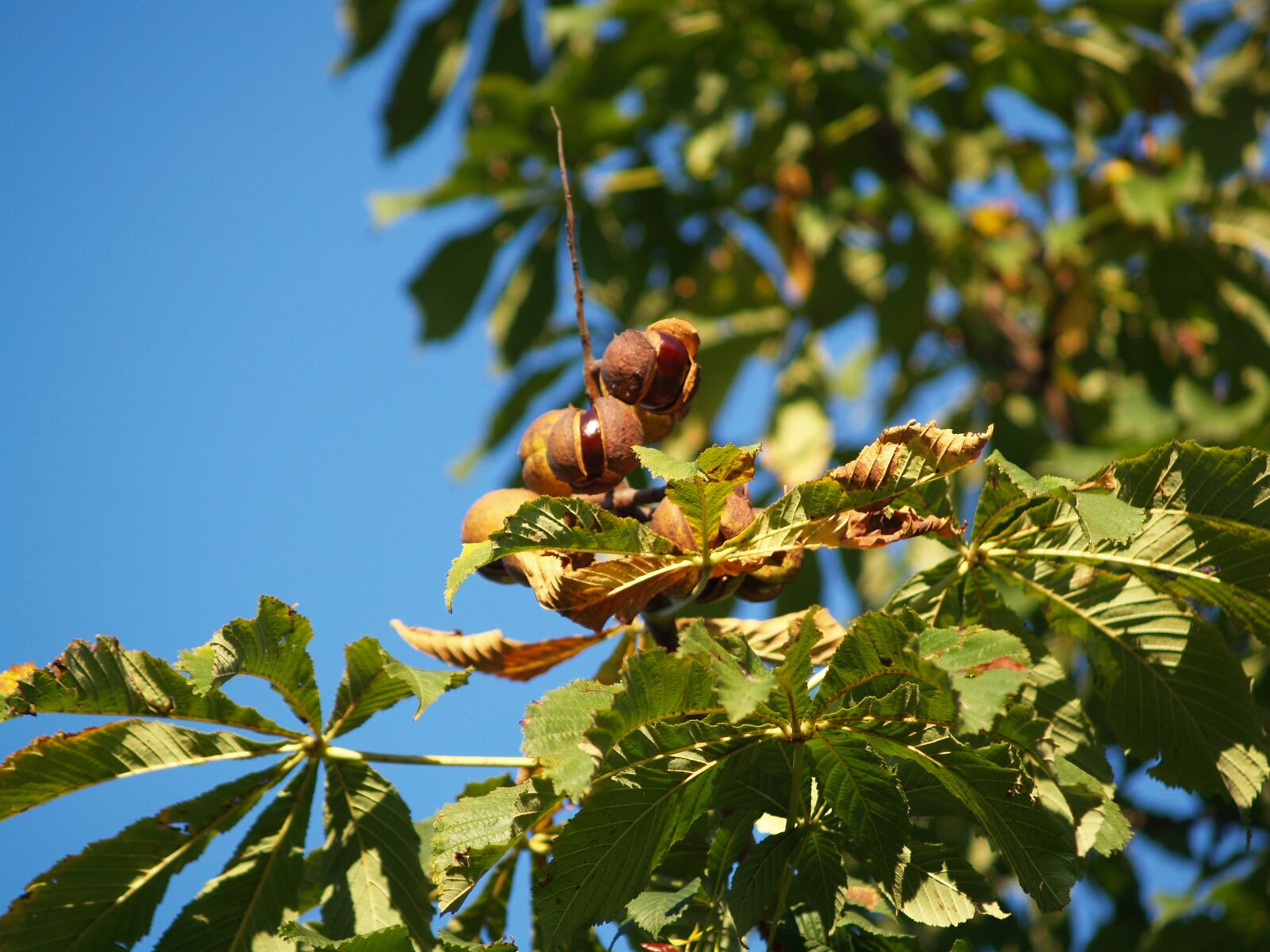 Olympus E-500 (EVOLT E-500) sample photo. Chestnut, autumn, fruit photography