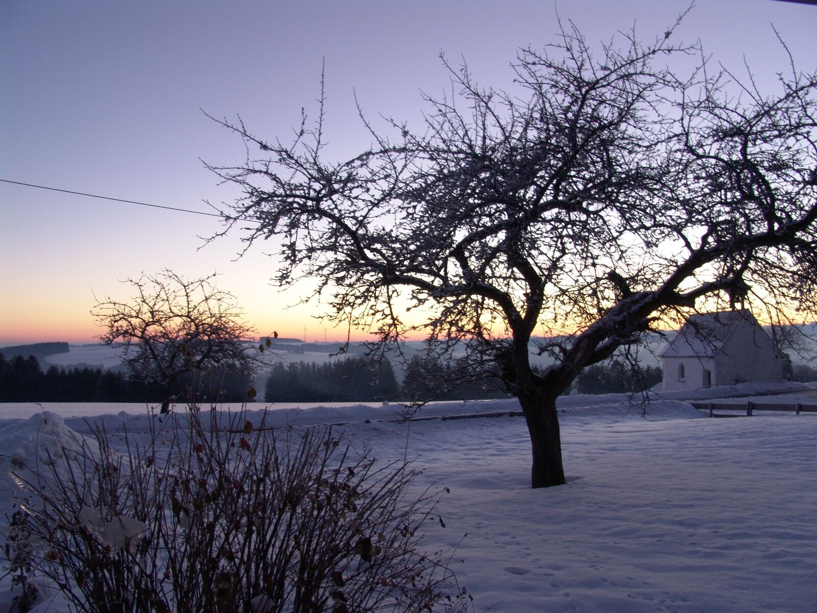 Sony DSC-F828 sample photo. Nature, winter, tree photography