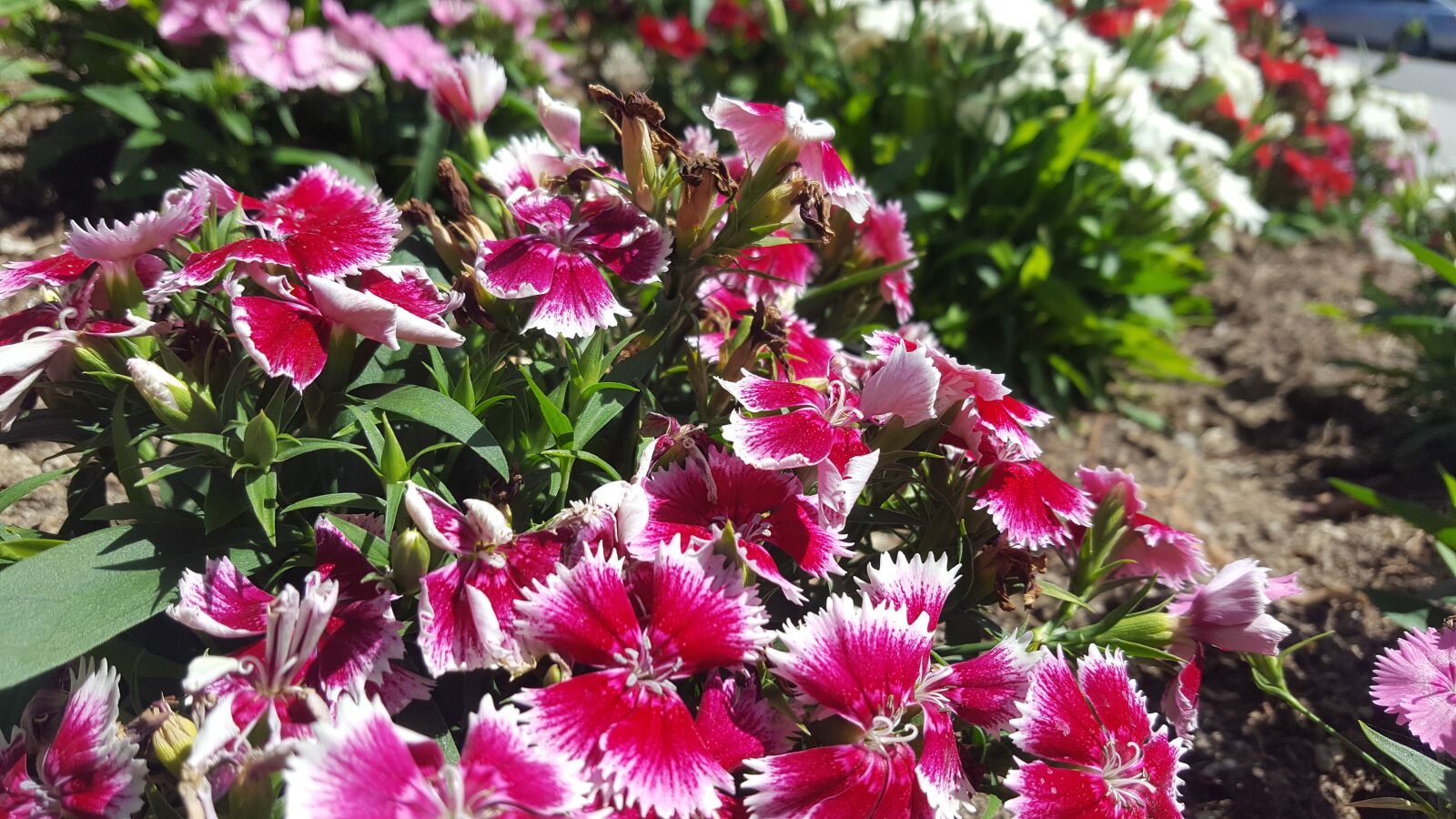Samsung Galaxy S6 sample photo. Flower, nature, red photography
