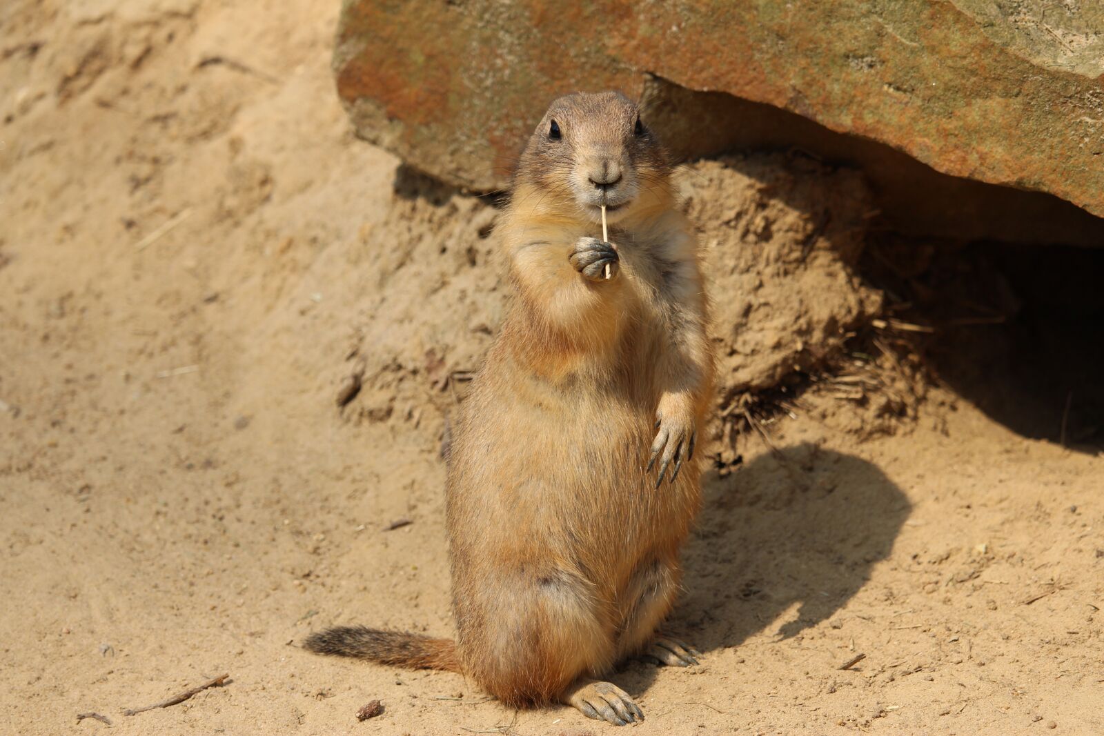 Canon EF-S 55-250mm F4-5.6 IS STM sample photo. Sand, nature, animal world photography