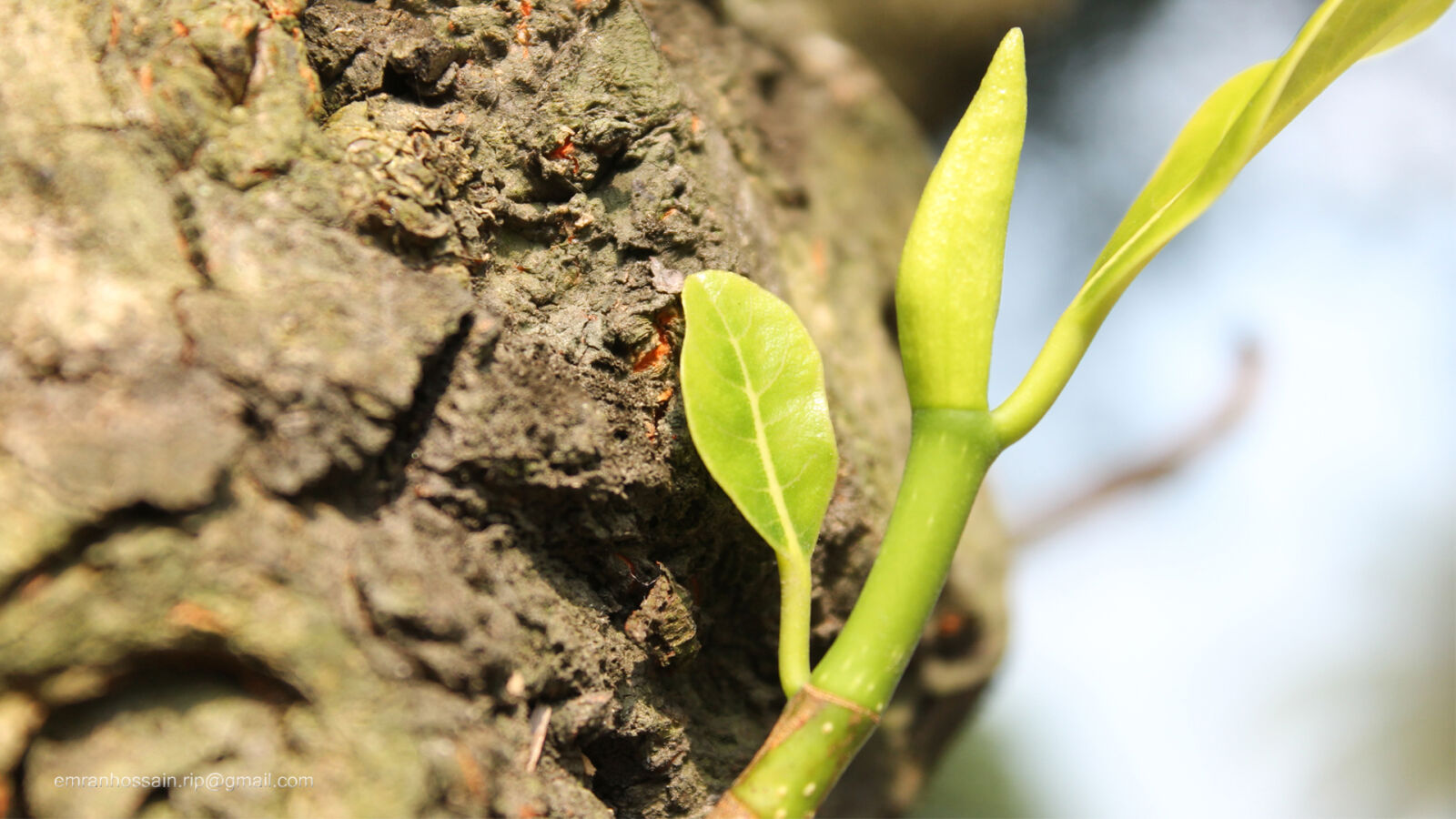 Canon EOS 1100D (EOS Rebel T3 / EOS Kiss X50) sample photo. Nature, nice, wallpaper photography