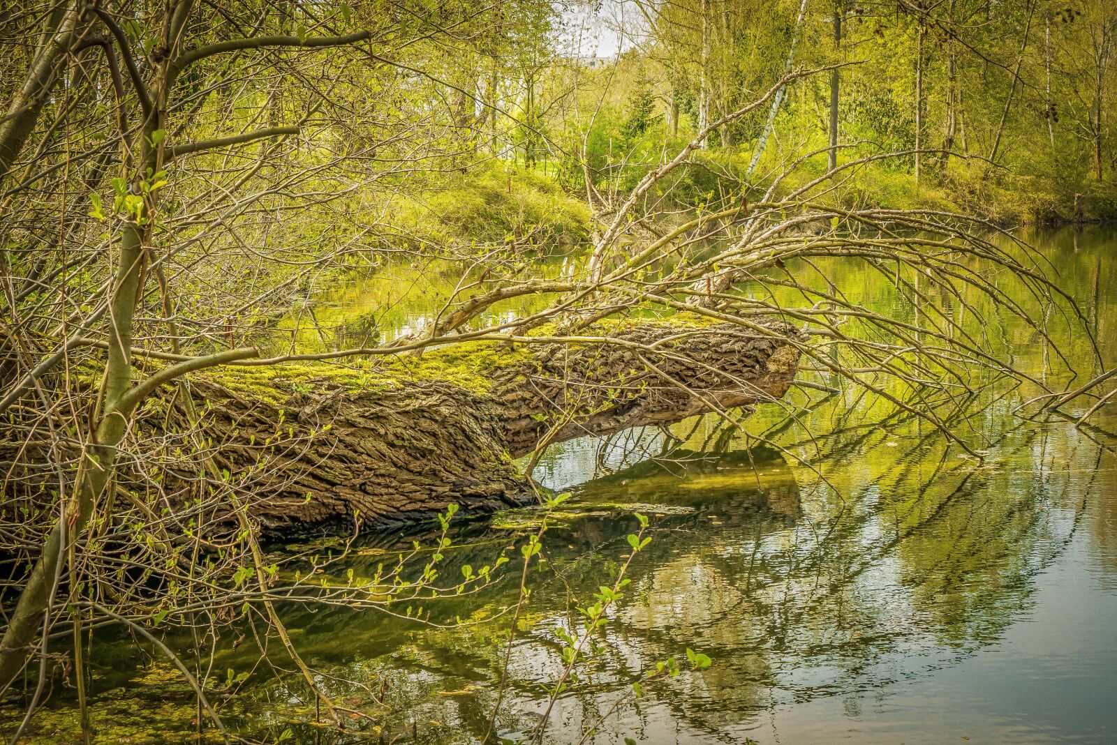 Panasonic Lumix DMC-GX7 sample photo. Tree, log, lake photography
