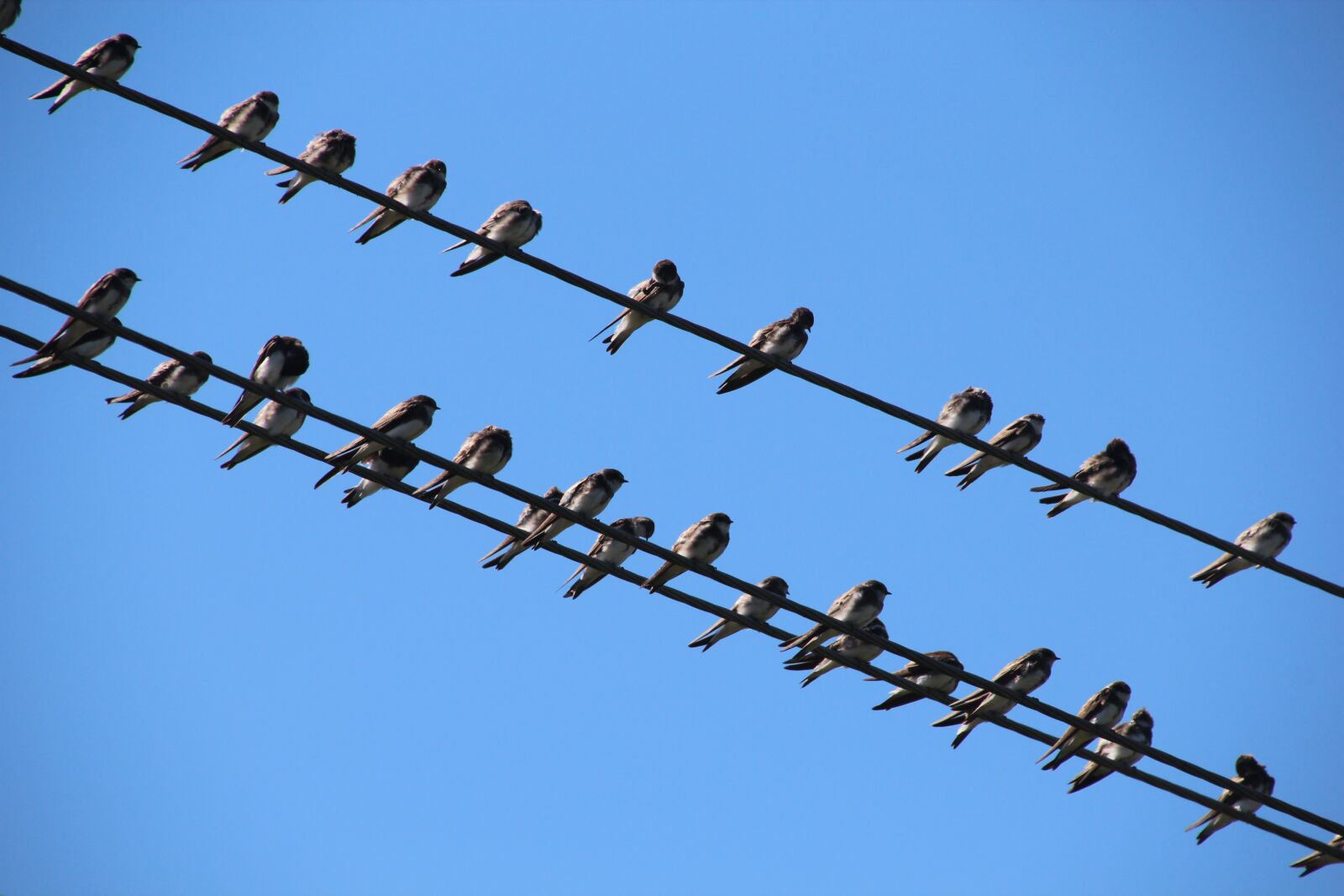 Canon EOS 600D (Rebel EOS T3i / EOS Kiss X5) sample photo. Birds, sparrows, power line photography