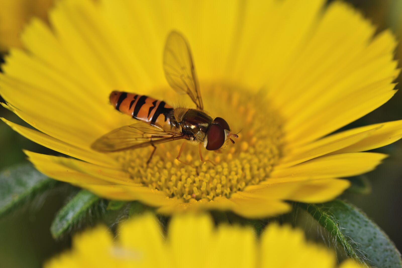 Nikon D7200 sample photo. Hover fly, fly, compound photography