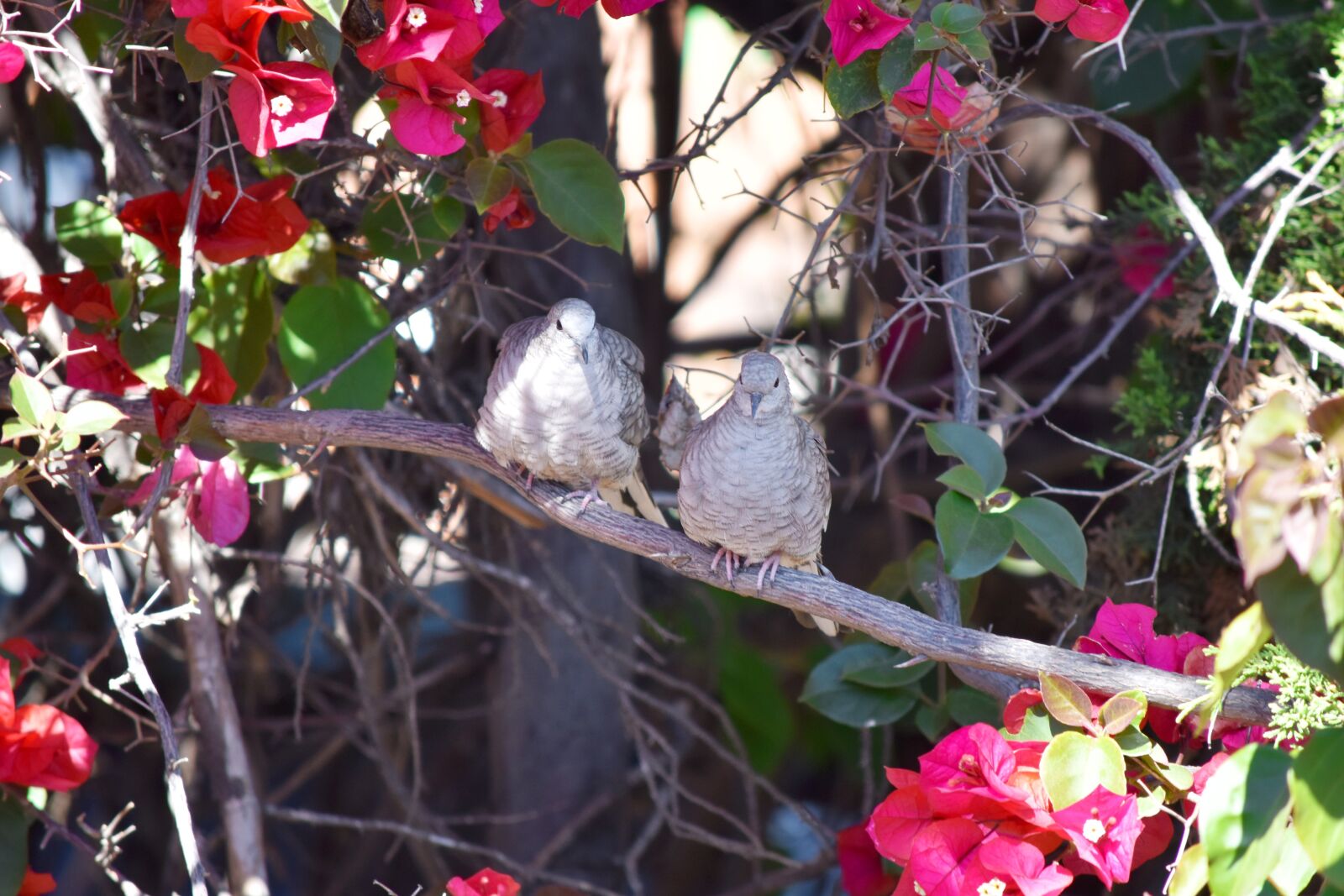 Nikon D5600 sample photo. Bird, ave, animals photography