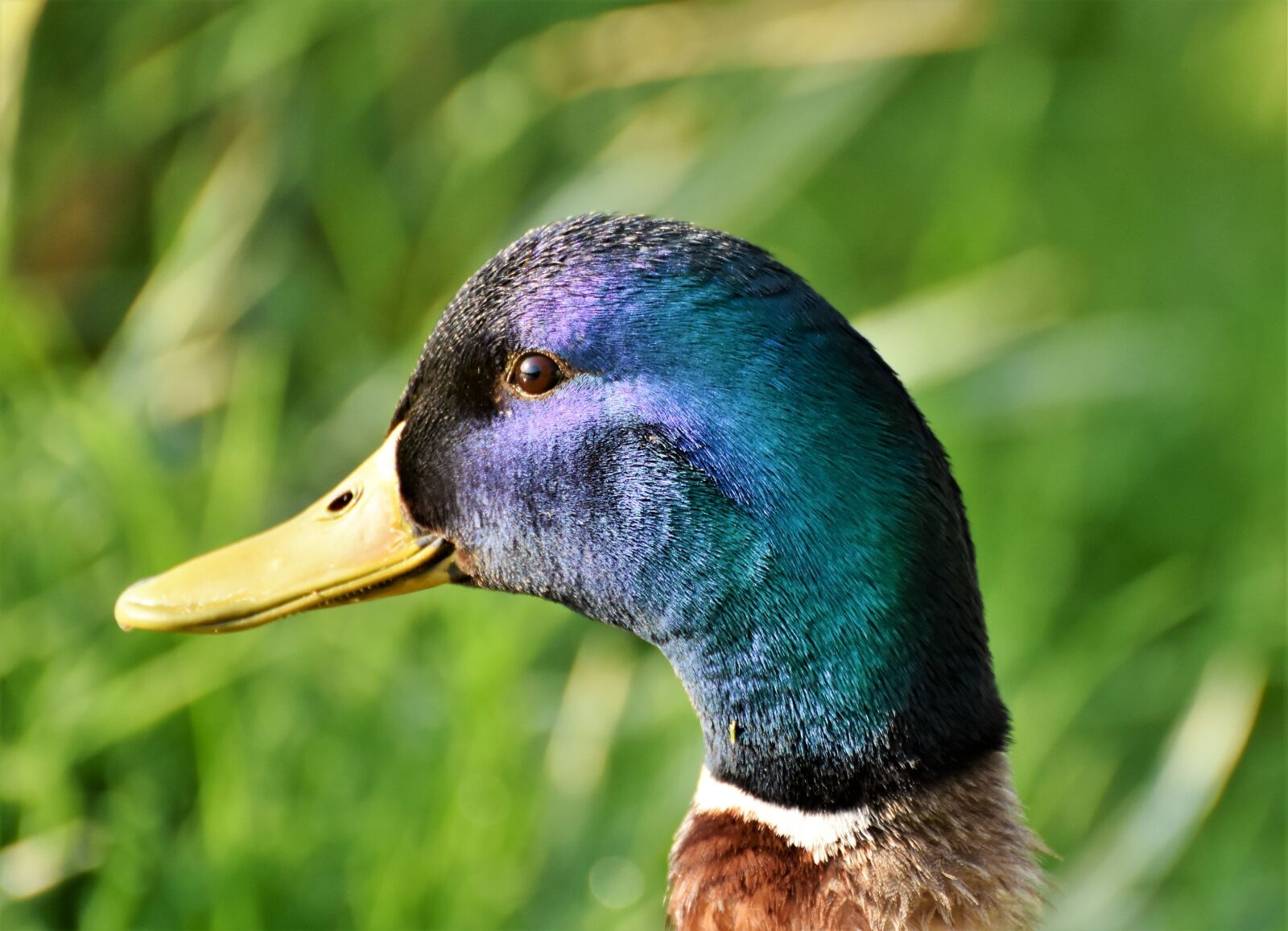 Nikon D7200 sample photo. Duck, duck head, mallard photography