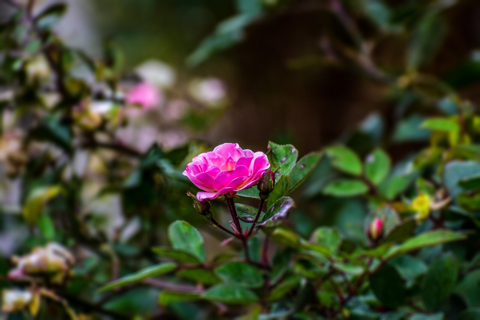 Nikon D3400 sample photo. Flower, nature, plant photography