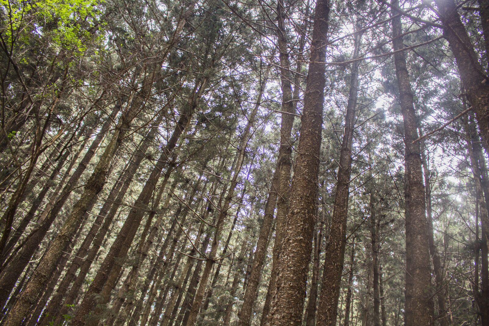 Canon EOS 700D (EOS Rebel T5i / EOS Kiss X7i) sample photo. Karura falls, kenya, karura photography