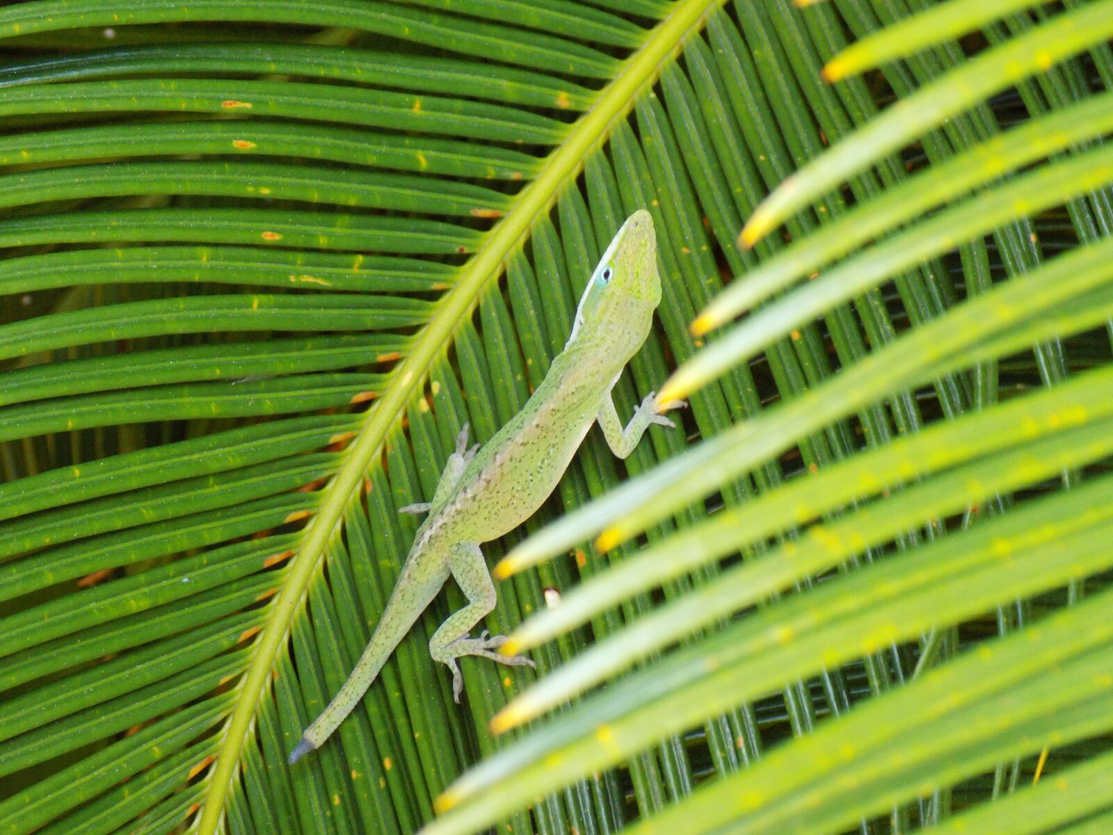Nikon COOLPIX L330 sample photo. Nature, animals, lizard photography