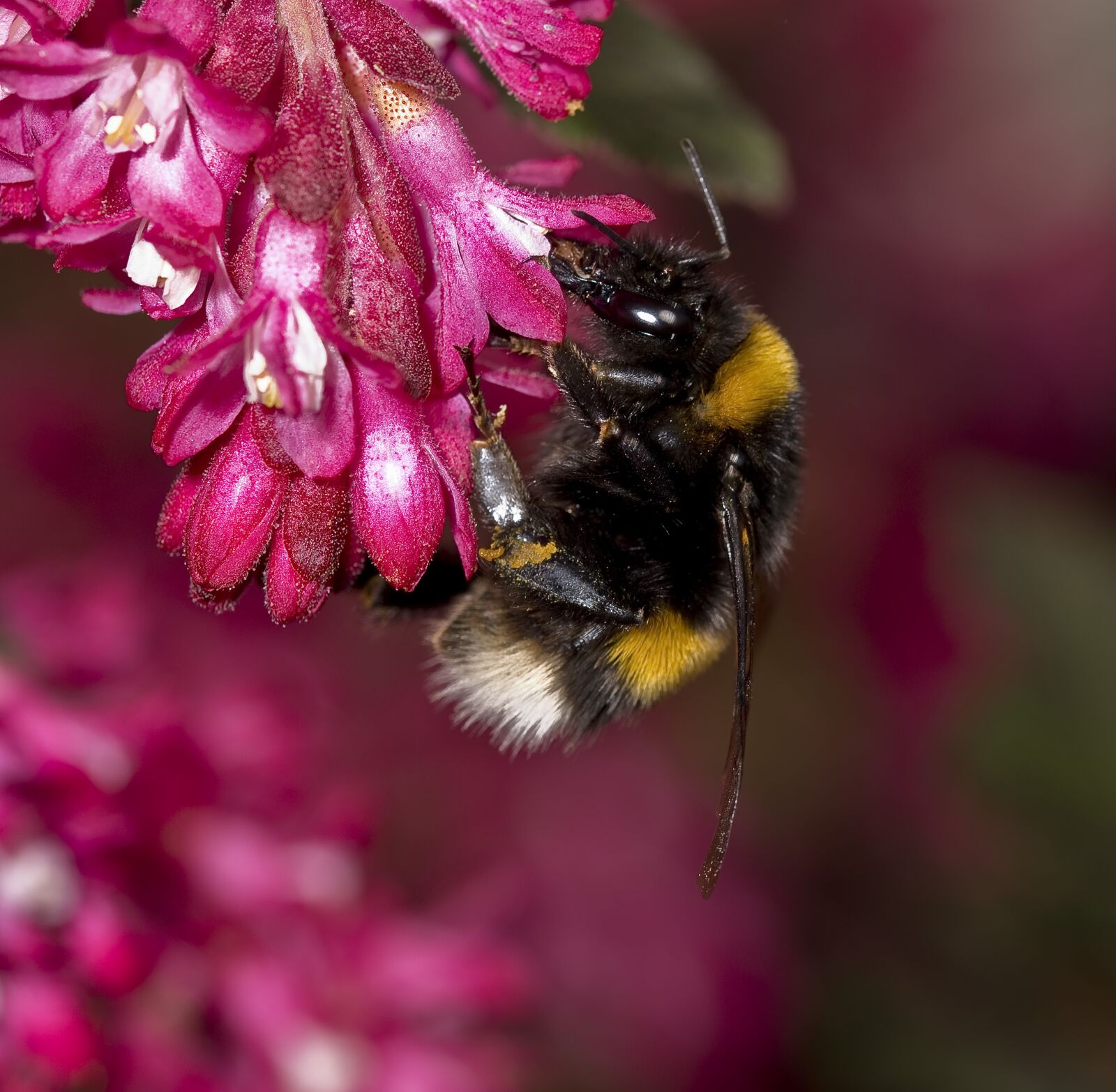 Nikon D500 sample photo. Nature, hummel, pollination photography