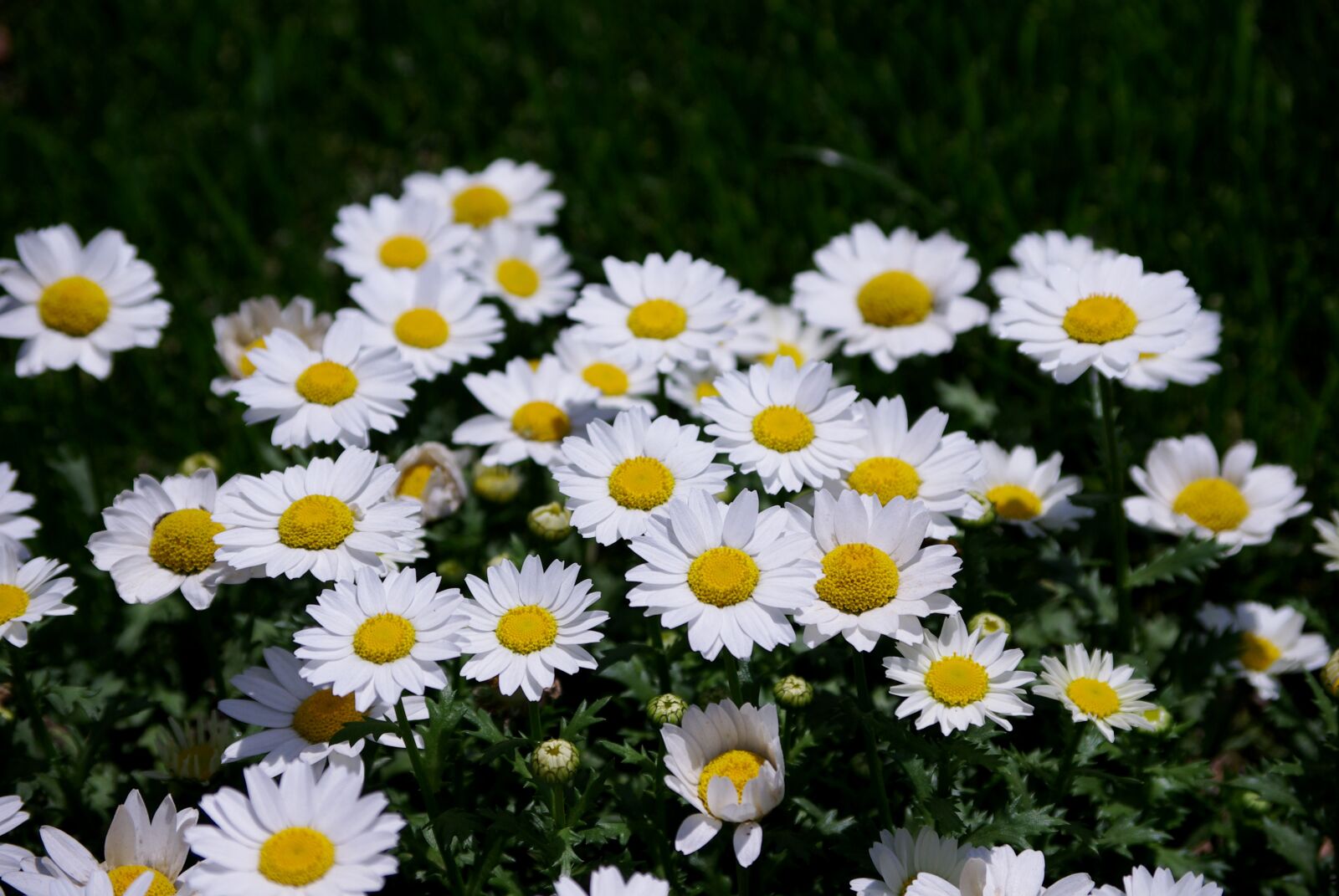Samsung GX-10 sample photo. Flowers, plants, nature photography
