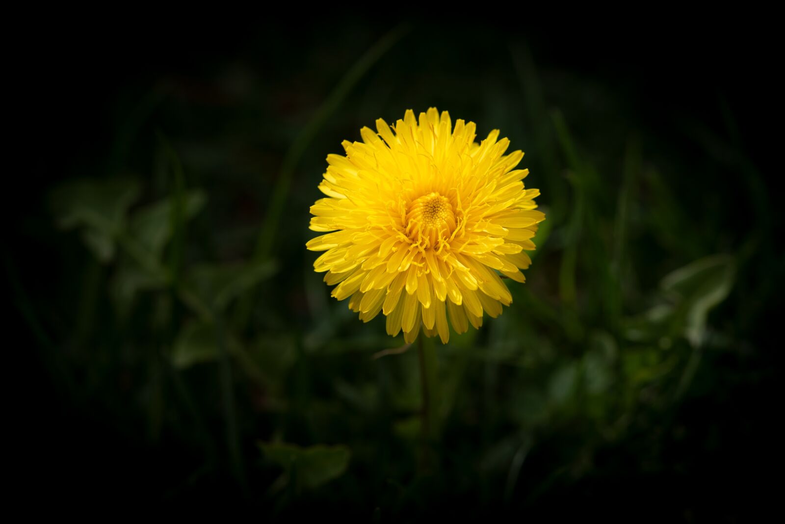 Nikon D750 sample photo. Dandelion, flower, yellow photography