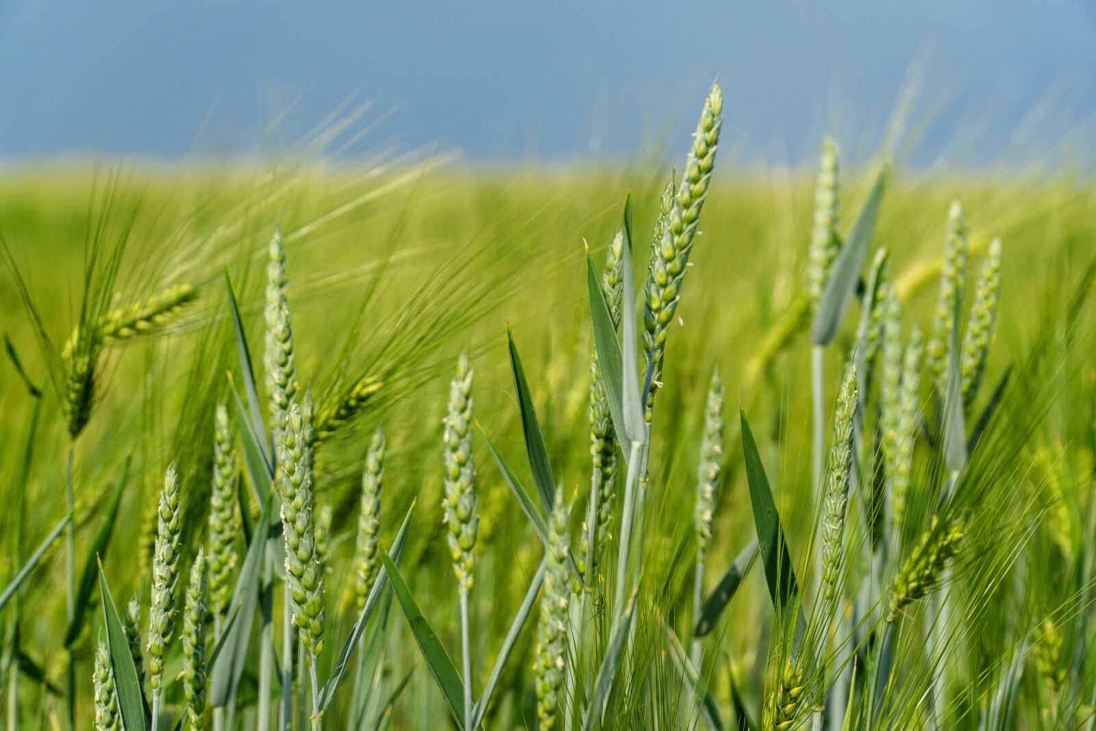 Sony a6000 + Sony E PZ 18-105mm F4 G OSS sample photo. Nature, ear, agriculture photography