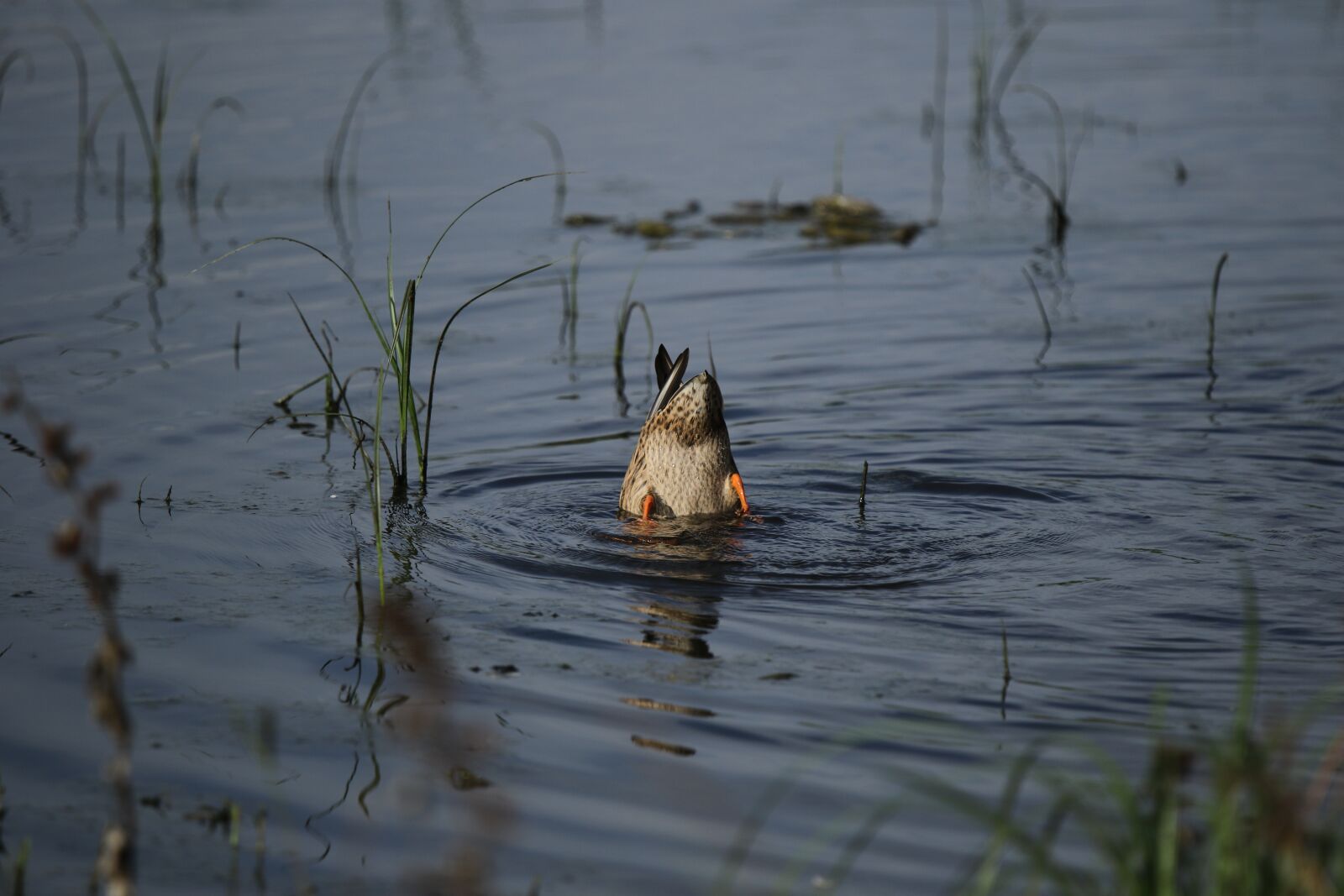 Canon EOS 7D Mark II sample photo. Duck, mallard, upside down photography