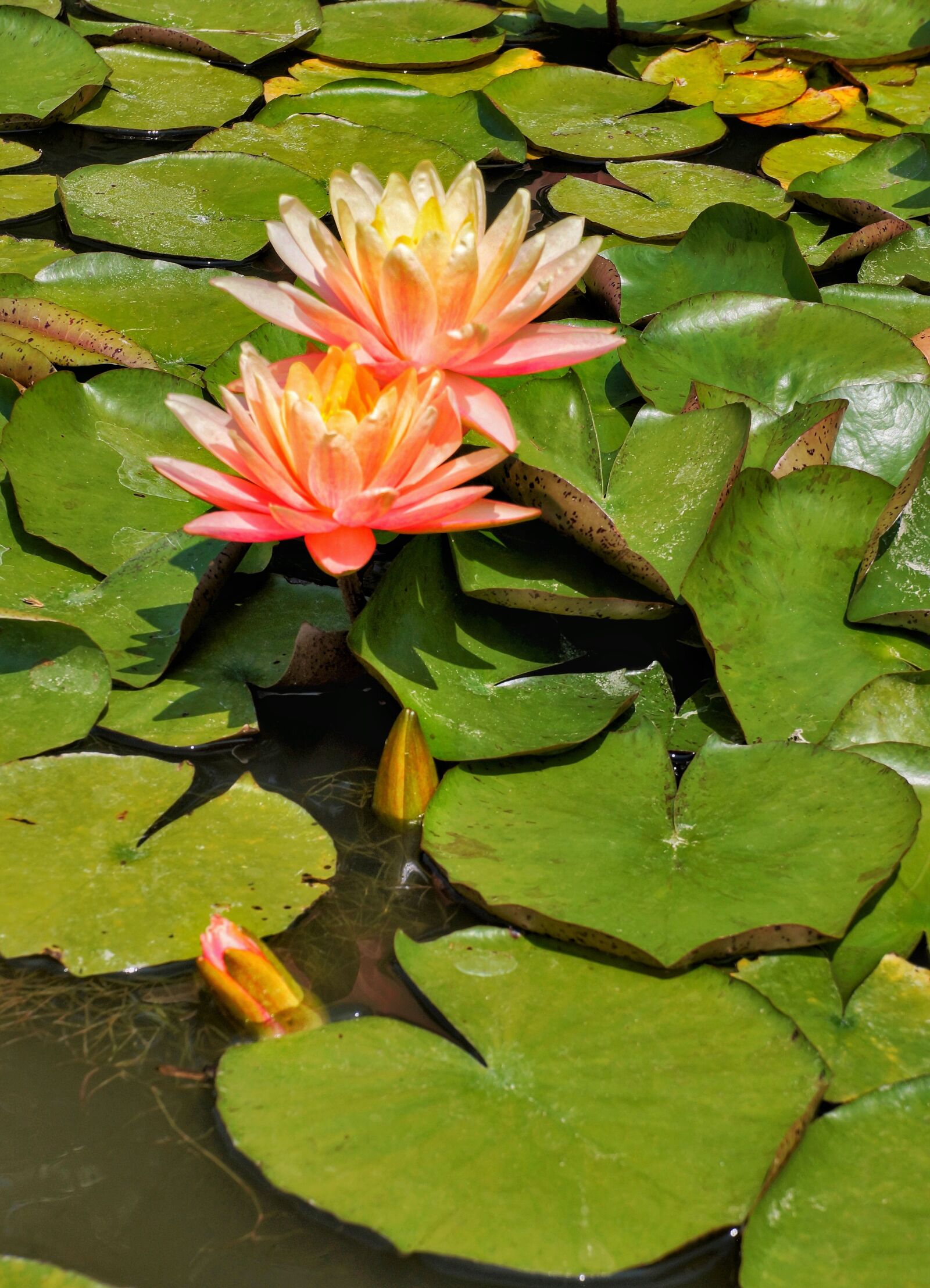 Sony Alpha NEX-7 + Sony E 18-55mm F3.5-5.6 OSS sample photo. Water lilies, pool, lotus photography