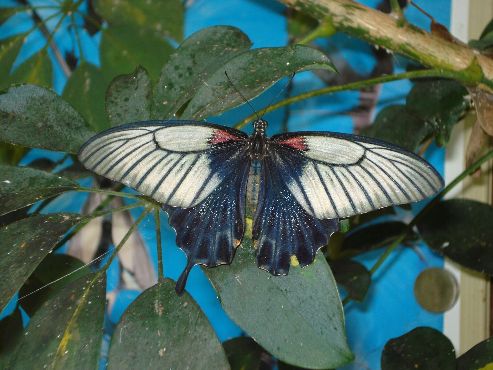Sony DSC-W55 sample photo. Butterfly, white, blue photography