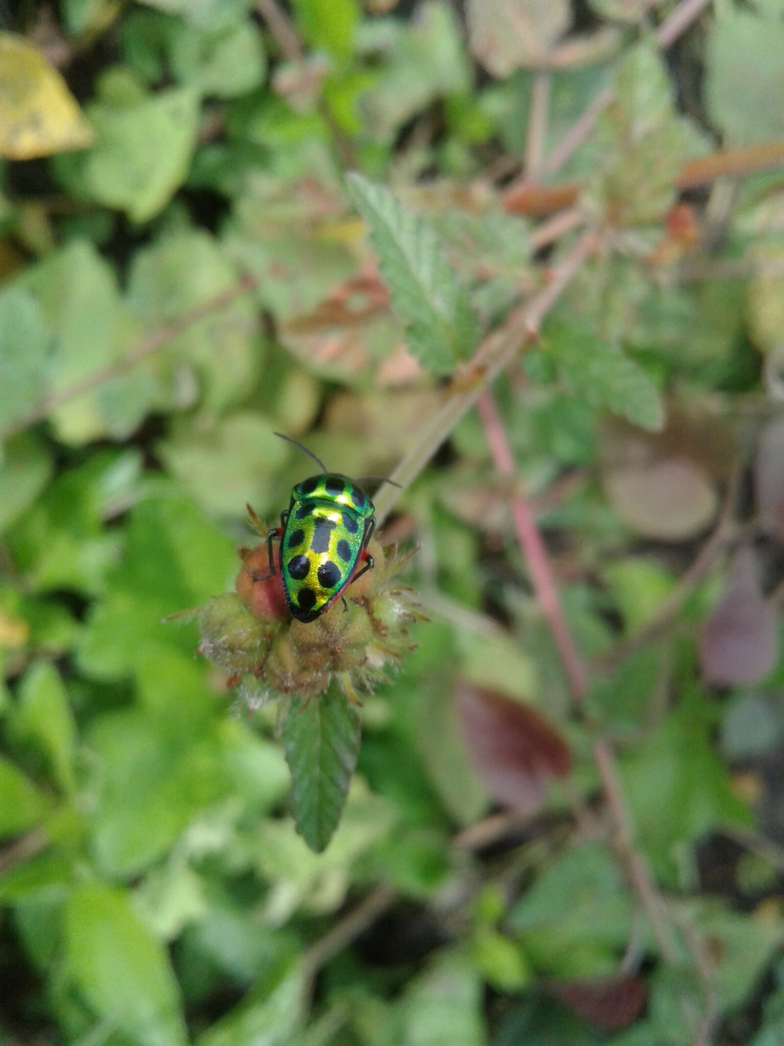 Samsung Galaxy J2 sample photo. Nature, insect, outdoors photography