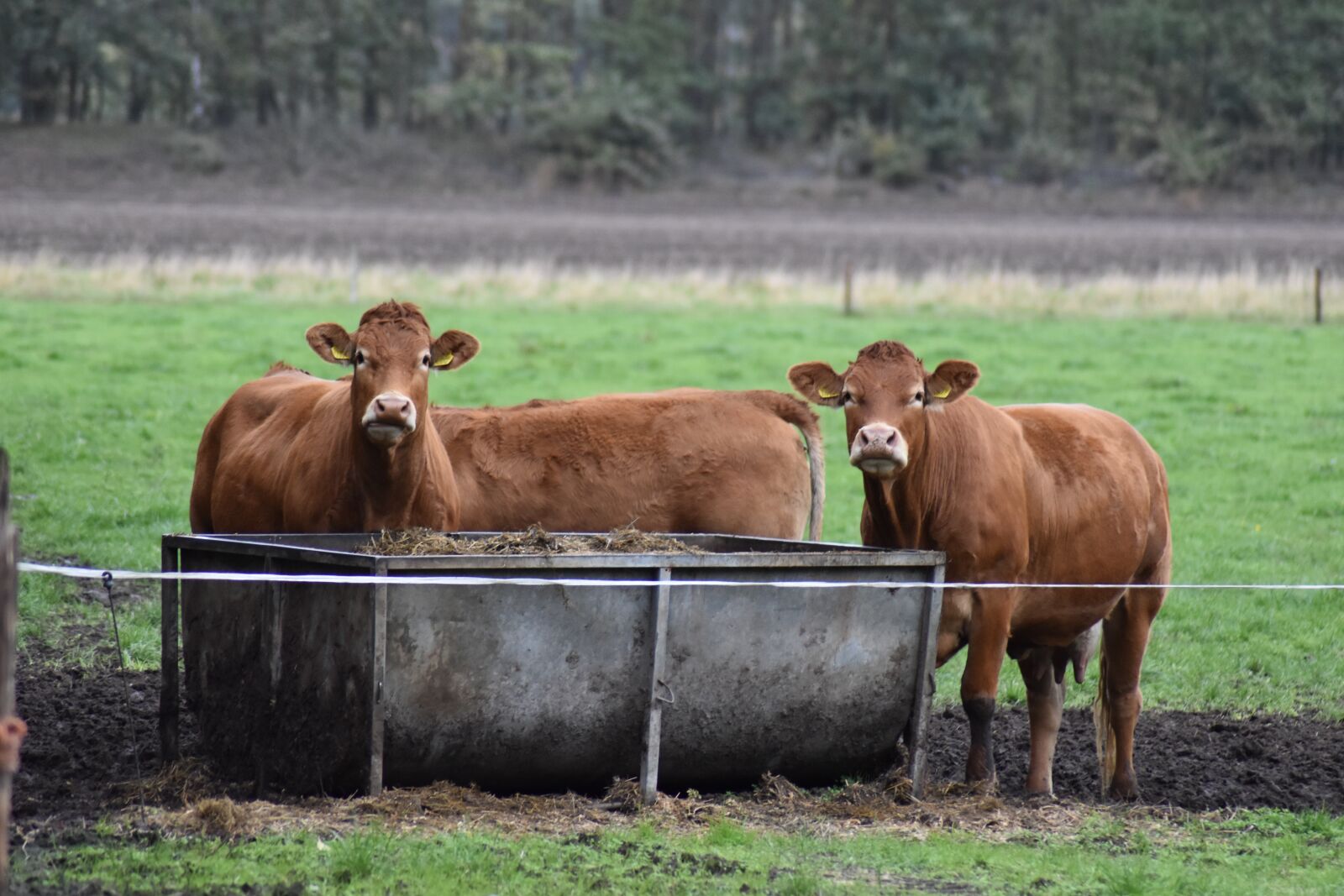 Nikon D3500 sample photo. Cows, pasture, cattle photography