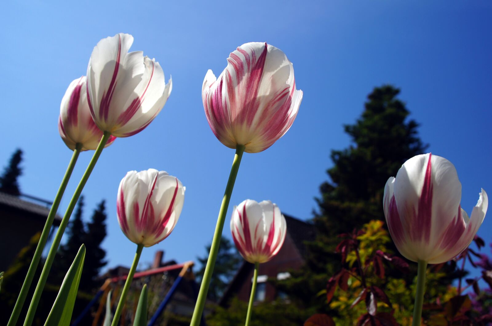 Sony Alpha DSLR-A580 sample photo. Tulip, flower, garden photography