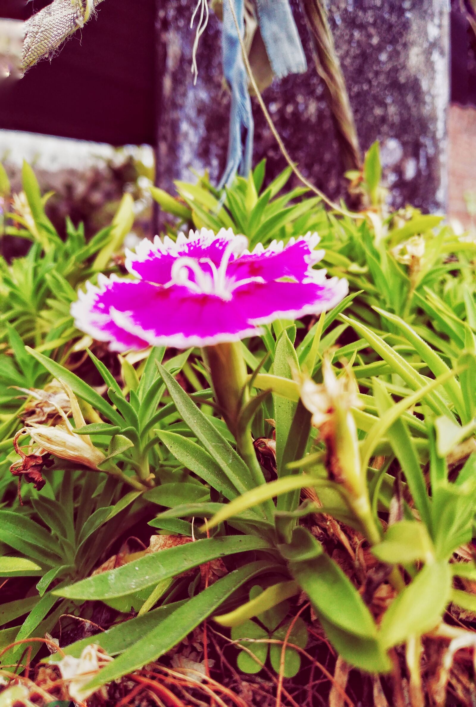 Xiaomi Redmi Note 7 sample photo. Pink flower, flower in photography