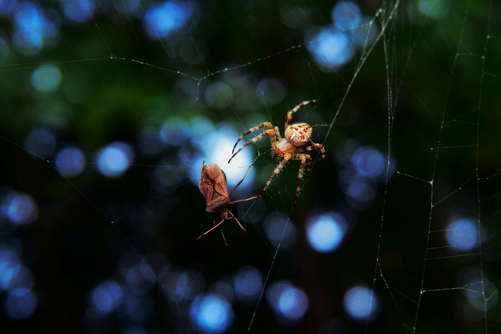Panasonic Lumix DMC-FZ200 sample photo. Crusader garden, spider, connector photography