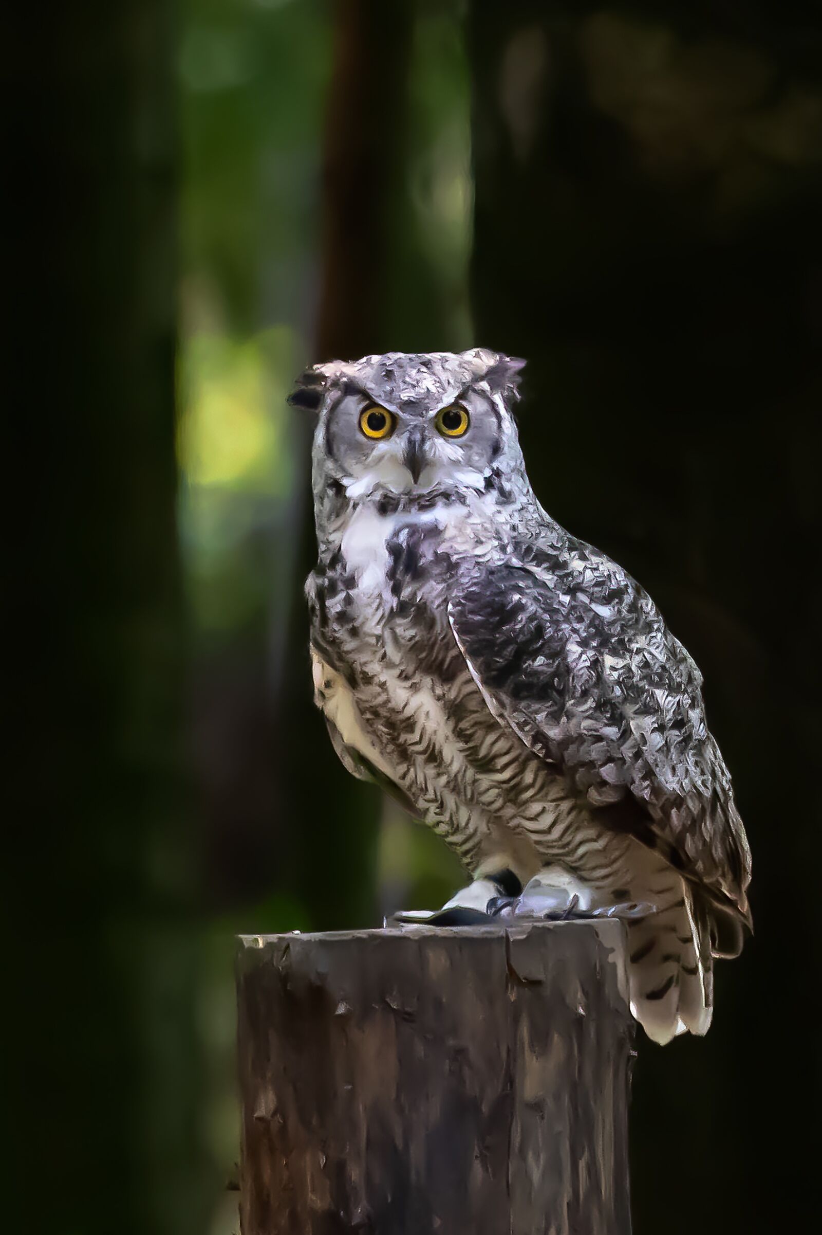 Canon EOS 7D Mark II sample photo. Owl, tawny owl, bird photography